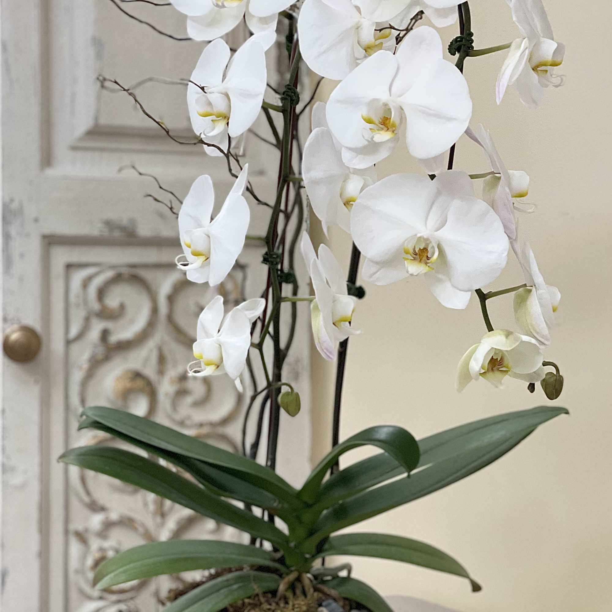 White orchid plant in a white bowl-shaped pot