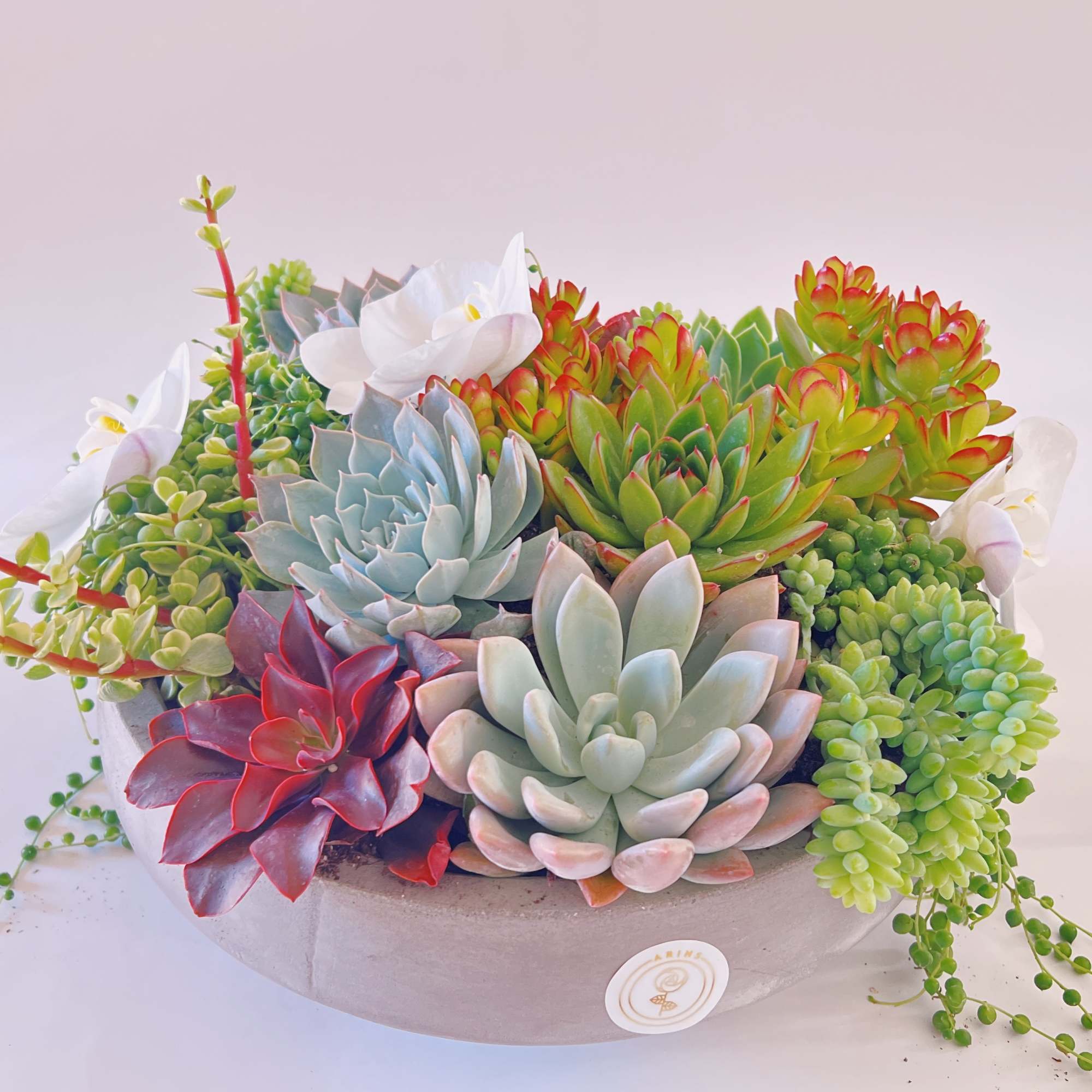 Everybody loves succulents! Send them to brighten up new office or home.