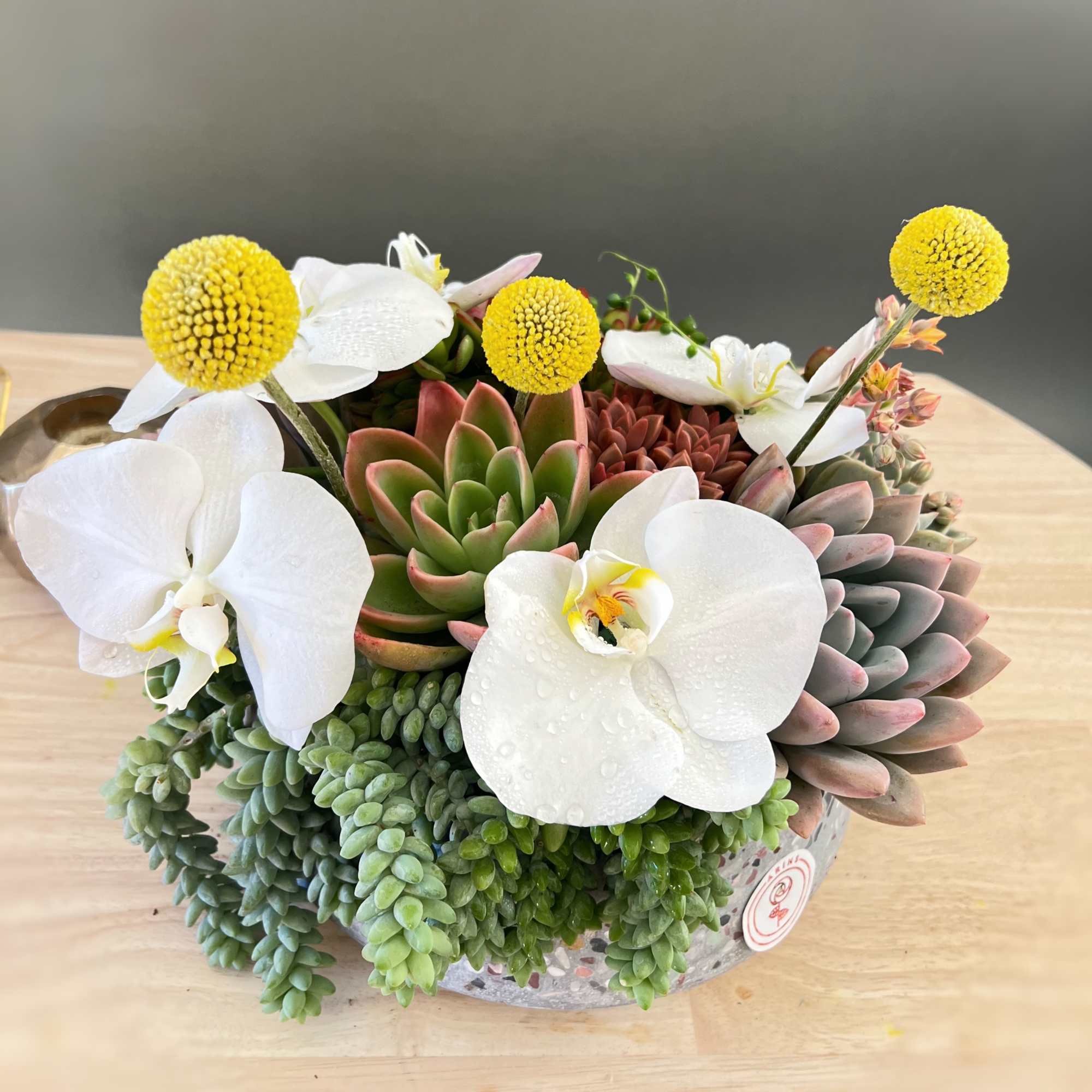 Succulent arrangement with white orchids and yellow globe flowers in a round planter