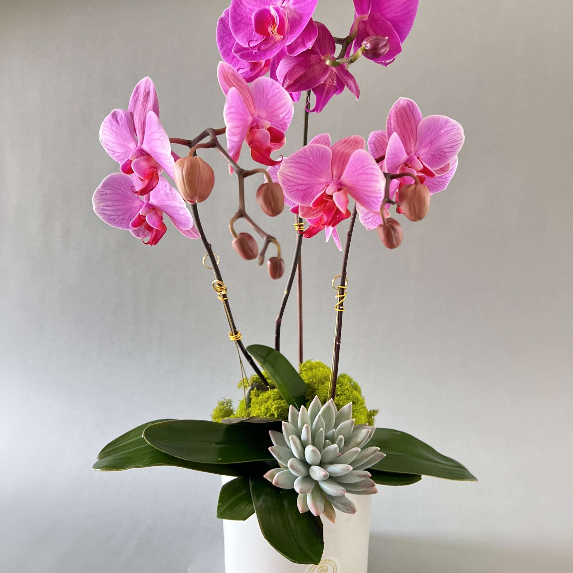 Pink orchid arrangement in a white pot with a succulent accent