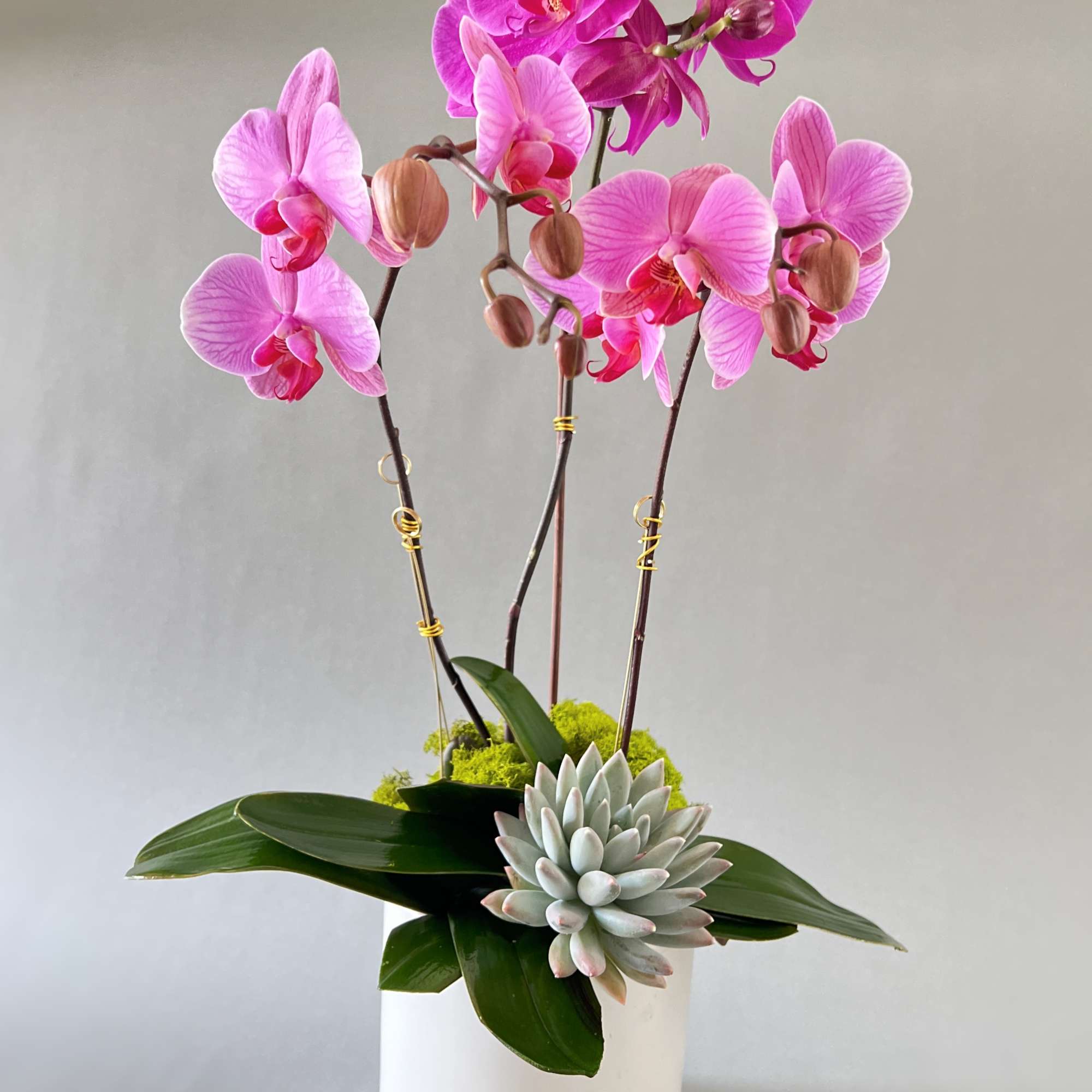 Pink orchids in a white pot with a succulent accent