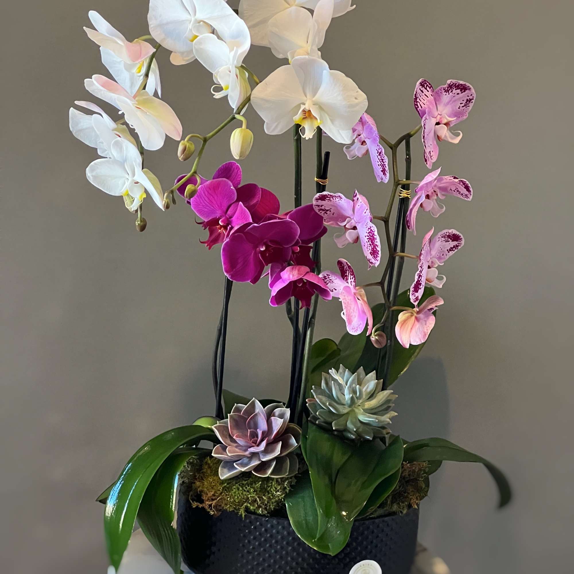 Orchid arrangement with white, pink, and purple blooms in a black container