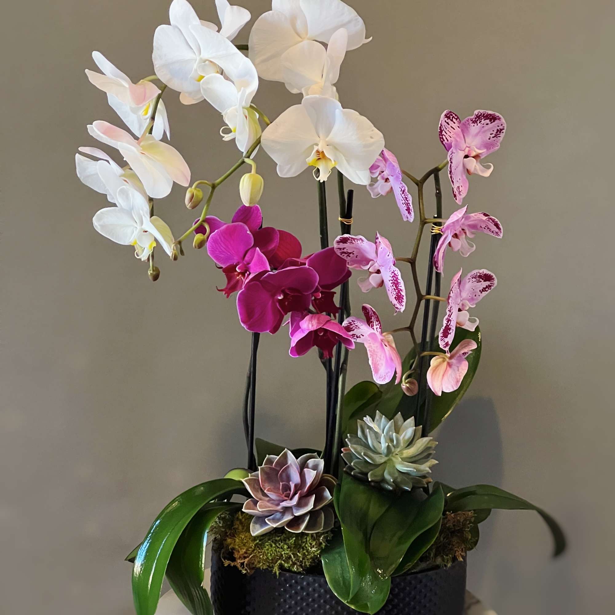 Orchid arrangement with white, pink, and magenta blooms in a black container