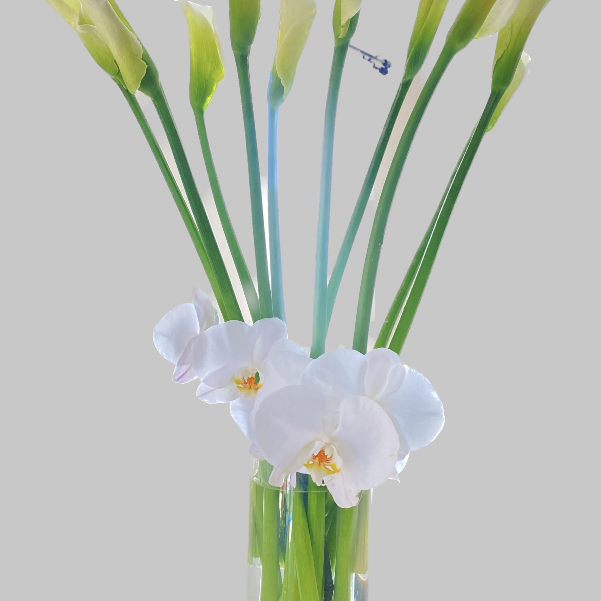 White orchids and tall green calla lilies in a clear glass vase