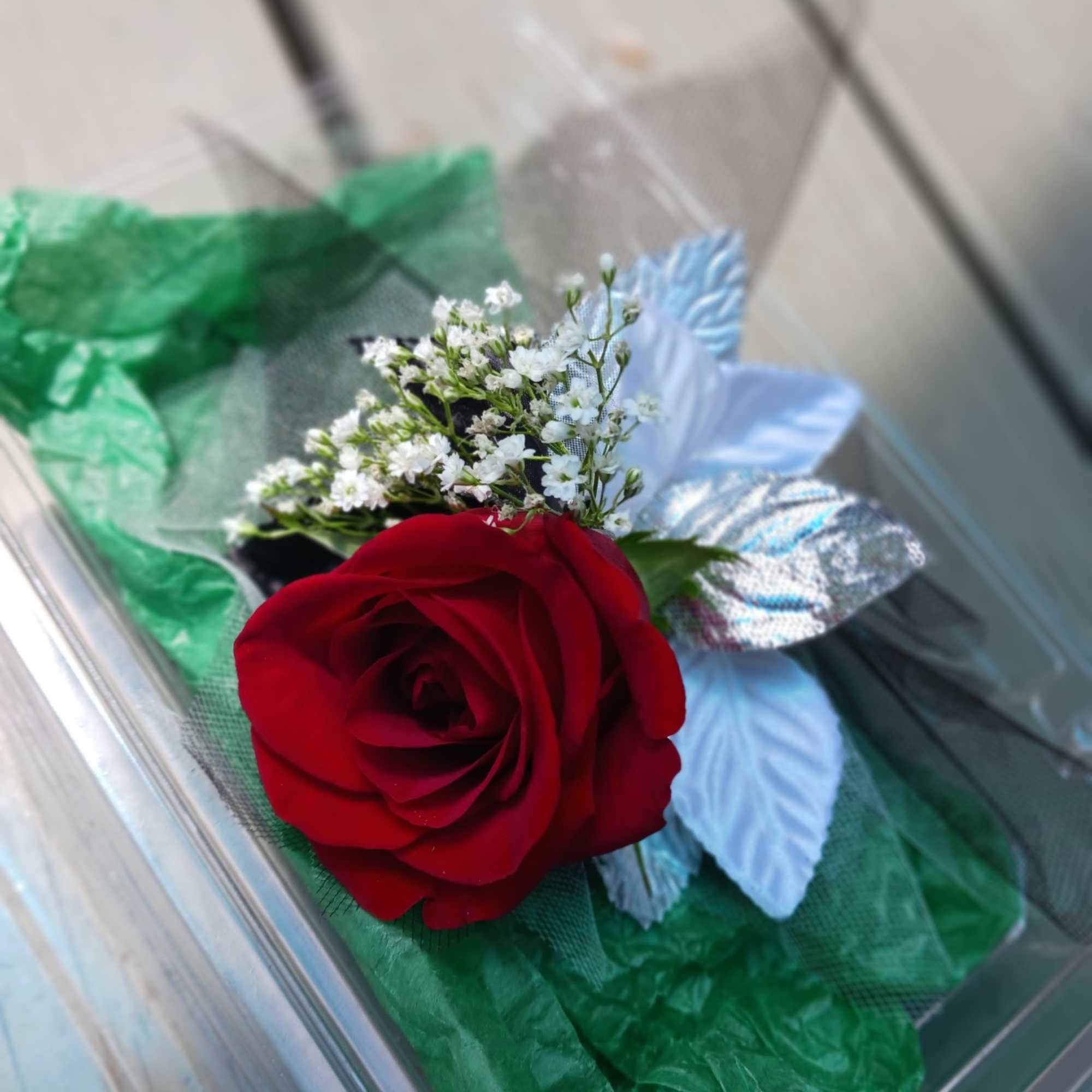Single red rose with white filler flowers in clear wrapping
