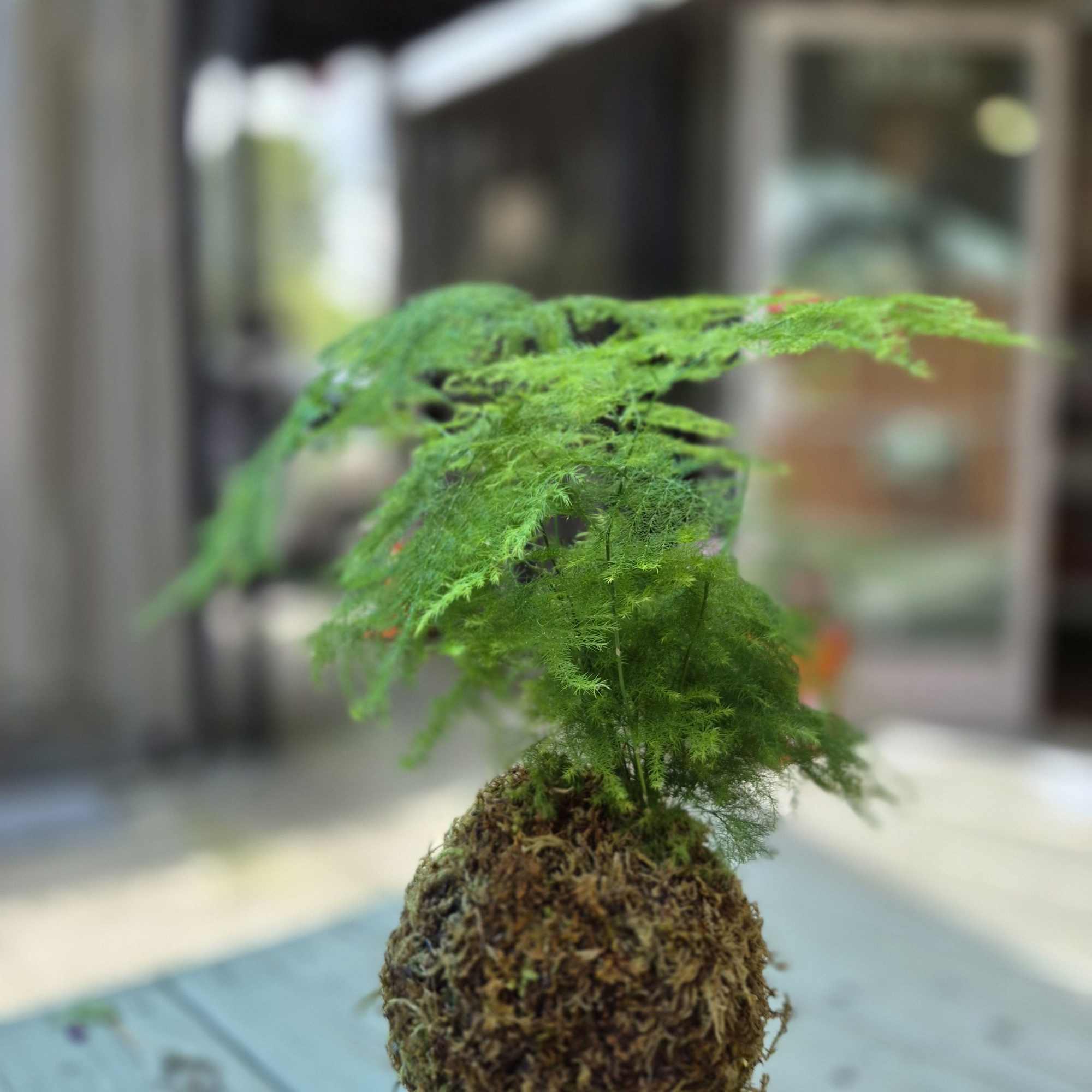 A sculptural, living kokedama that brings a calm, contemporary vibe to any
