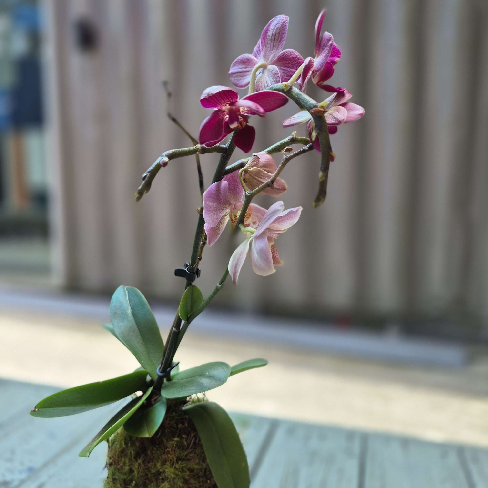 A sculptural, living kokedama that brings a calm, contemporary vibe to any, photo 2 of 2
