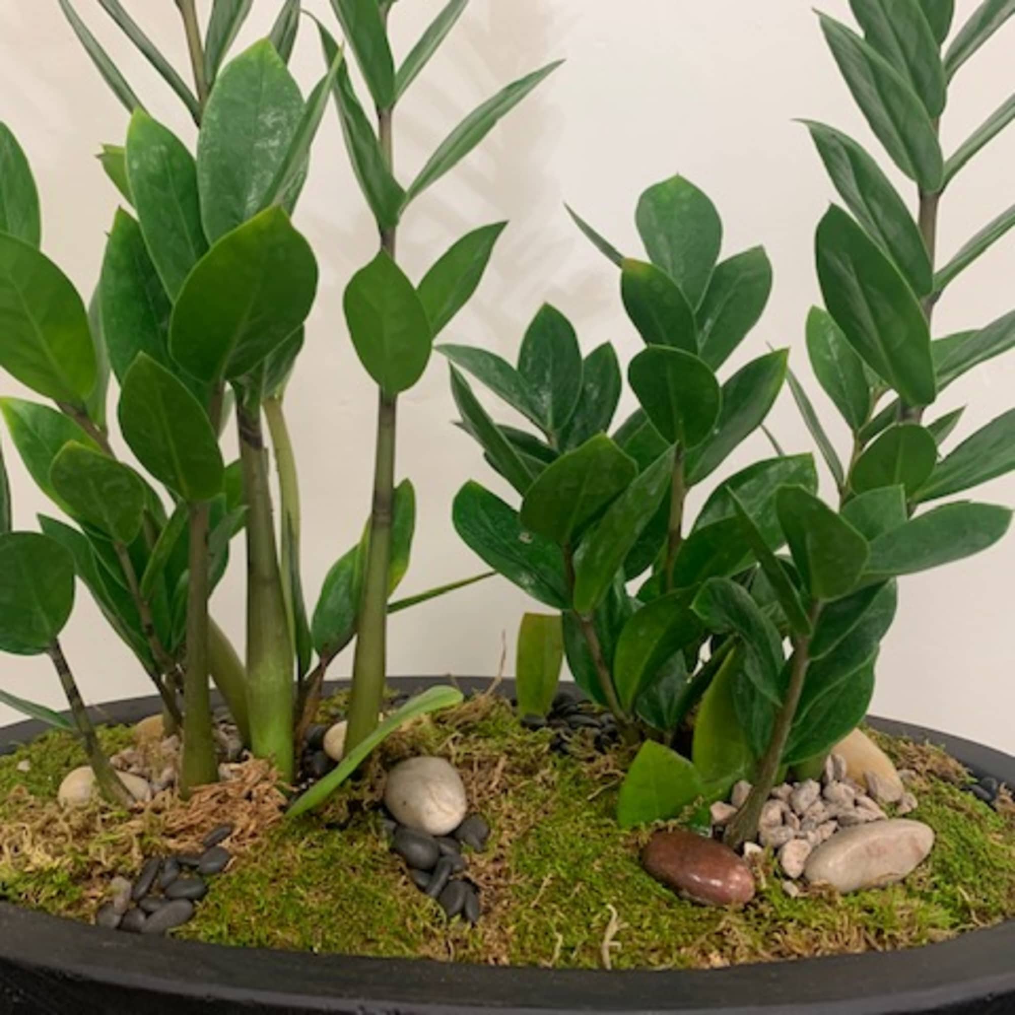Potted ZZ plant arrangement with glossy green stems and moss-covered soil
