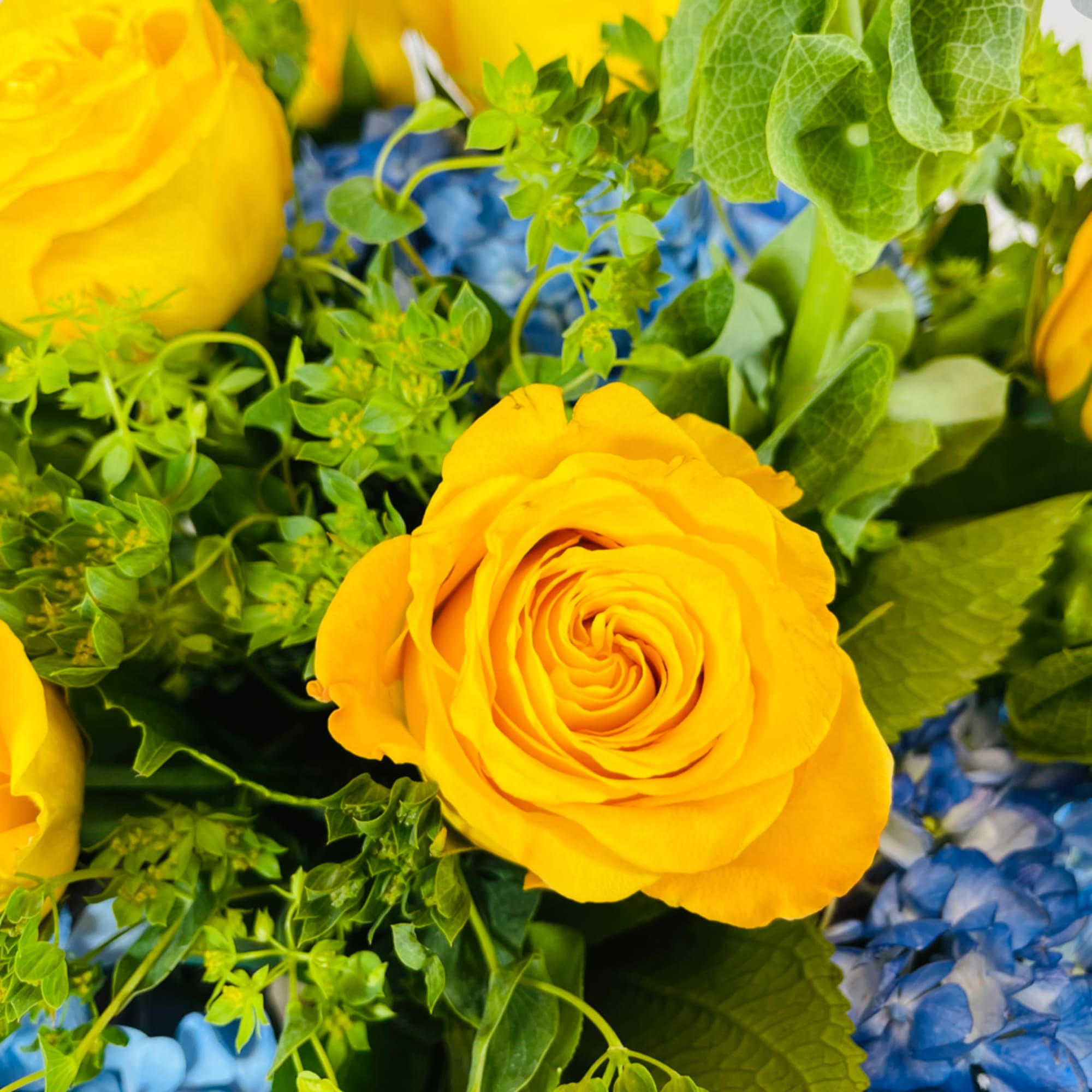 Yellow roses with blue hydrangeas and green foliage