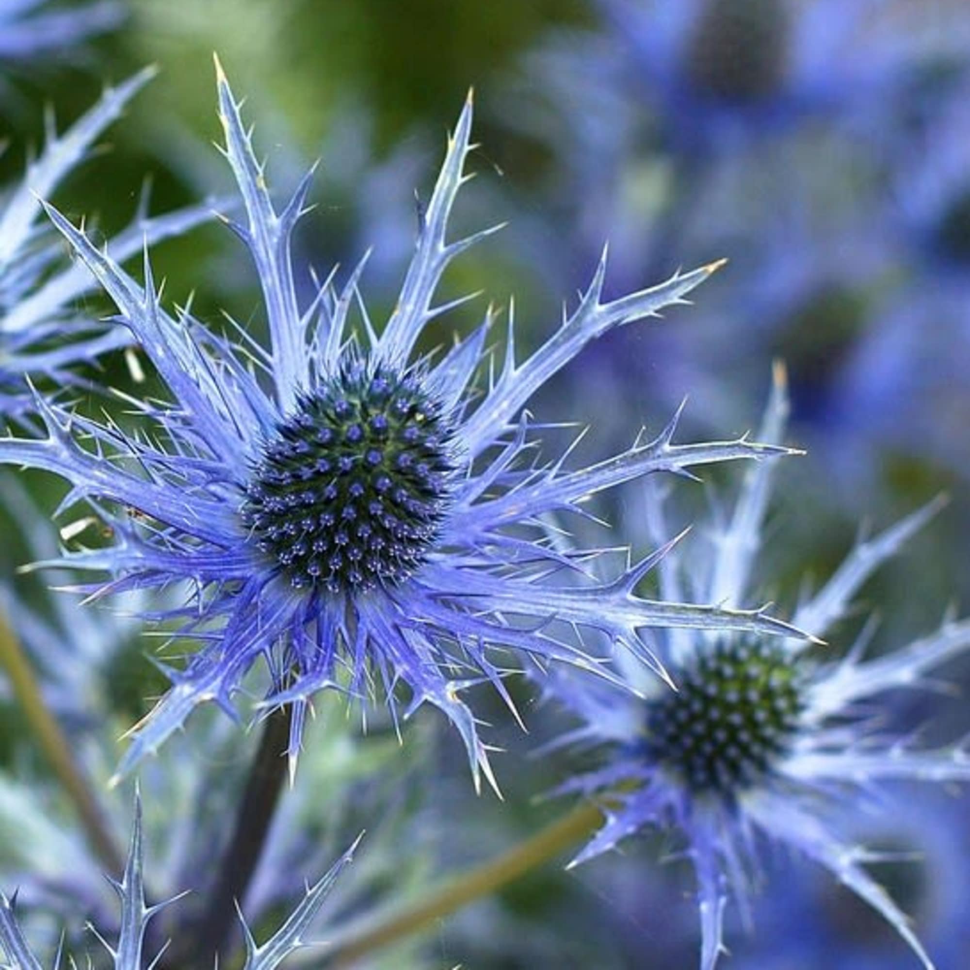 Blue spiky thistle flowers in close-up