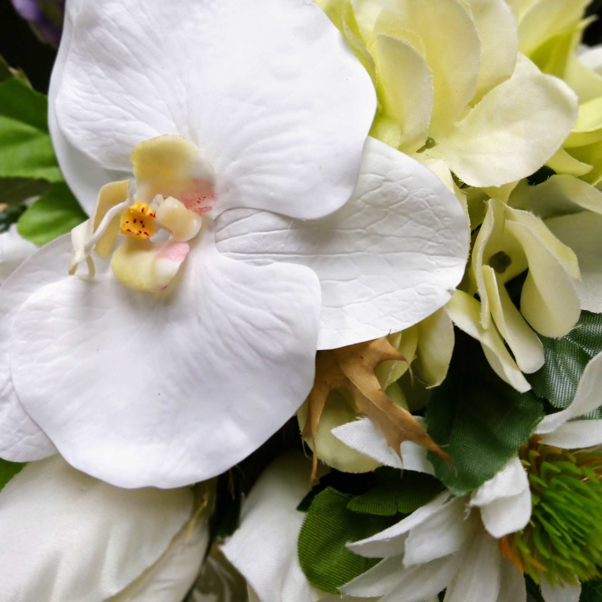 Close-up of white orchid blooms with pale green flowers