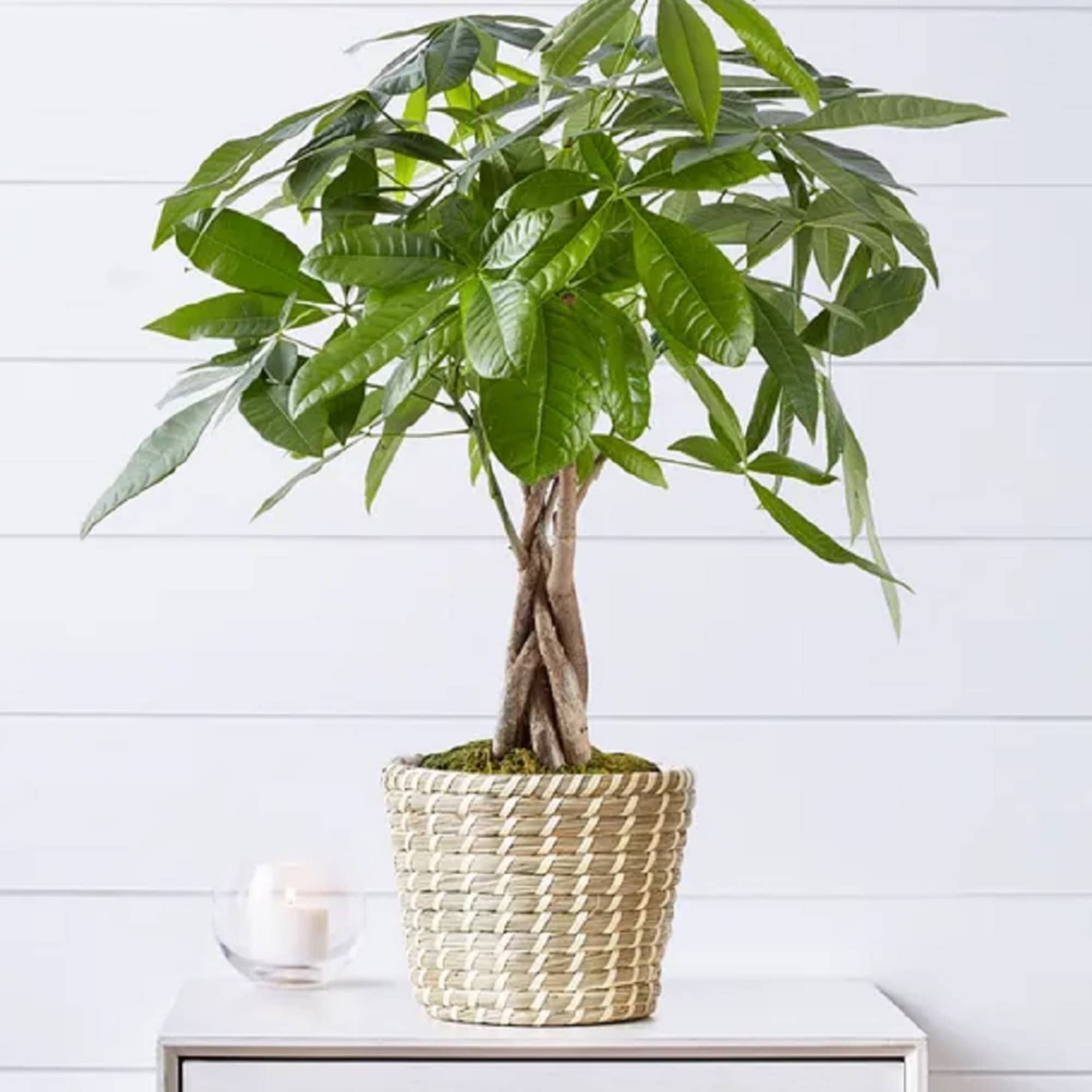 Potted money tree plant in a woven basket on a table