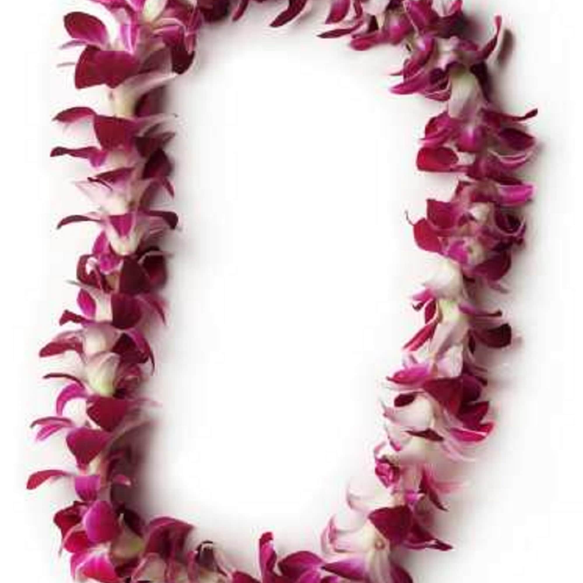 Magenta orchid lei on a white background