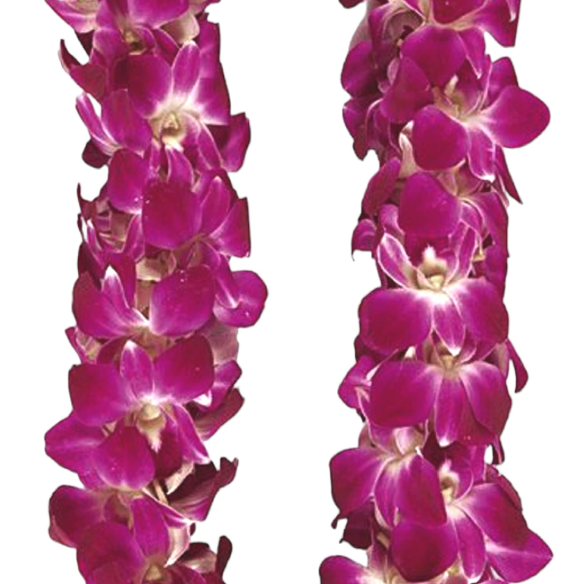 Magenta orchid lei on a white background