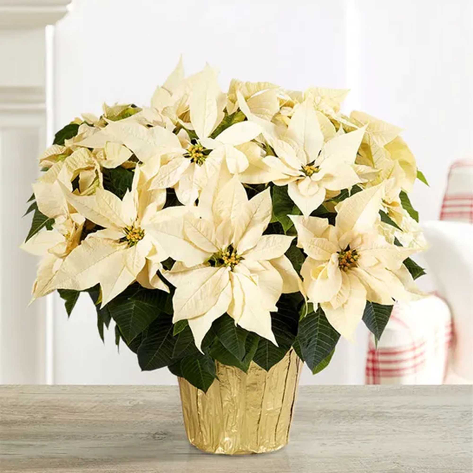 Cream poinsettia arrangement in a gold pot