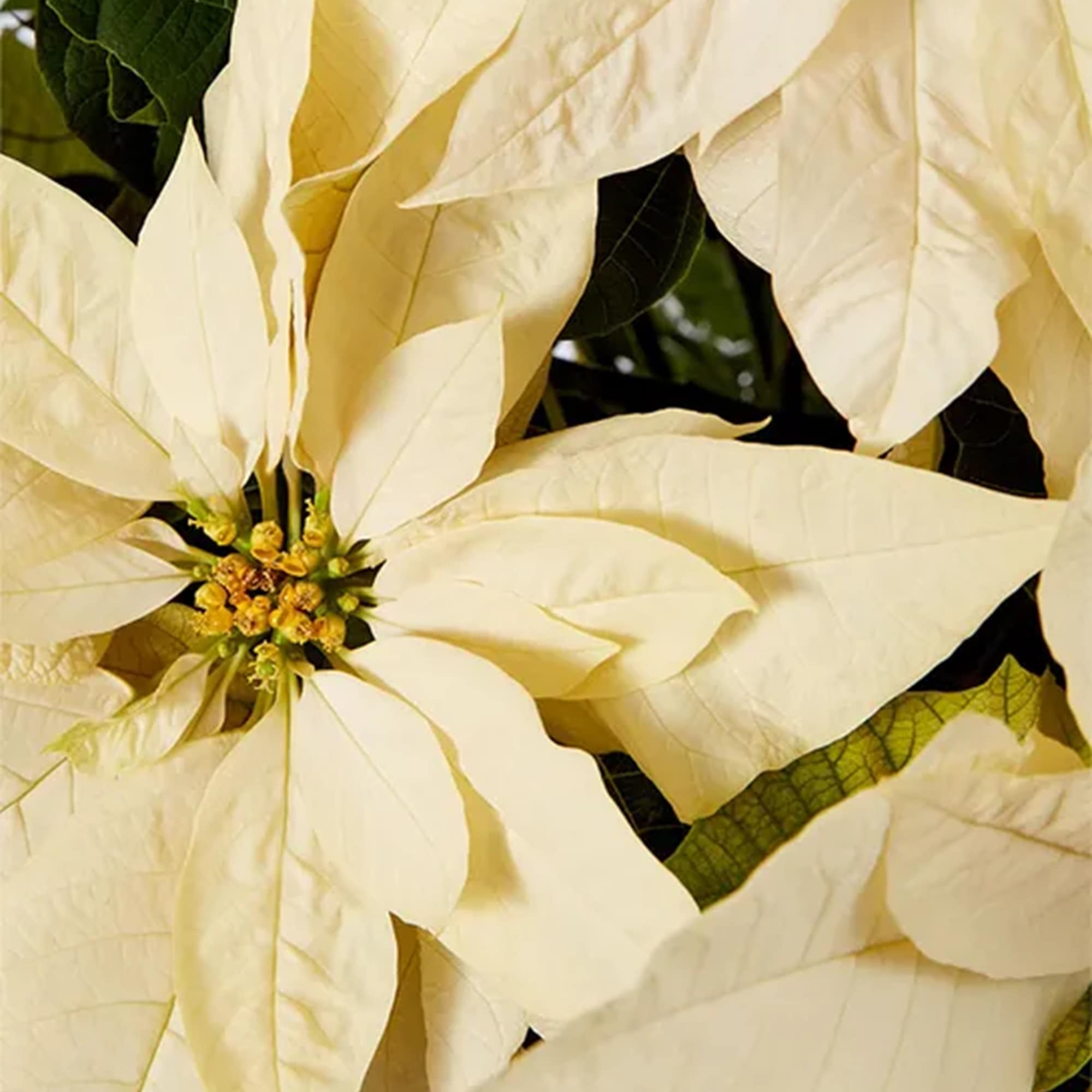 Close-up of cream poinsettia bracts with dark green leaves
