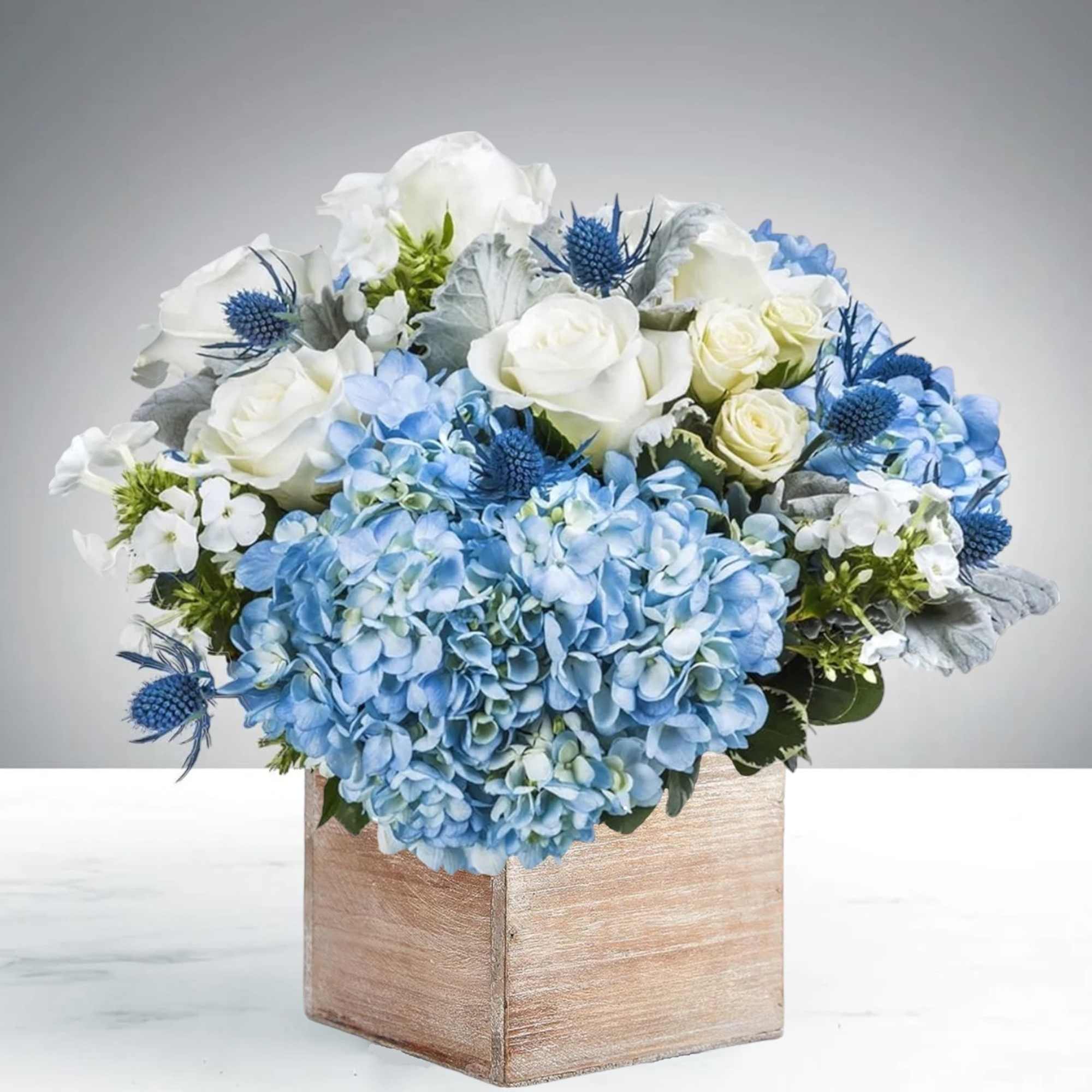 This holiday season, light up your nights with the Hanukkah Lights flower, photo 4 of 4