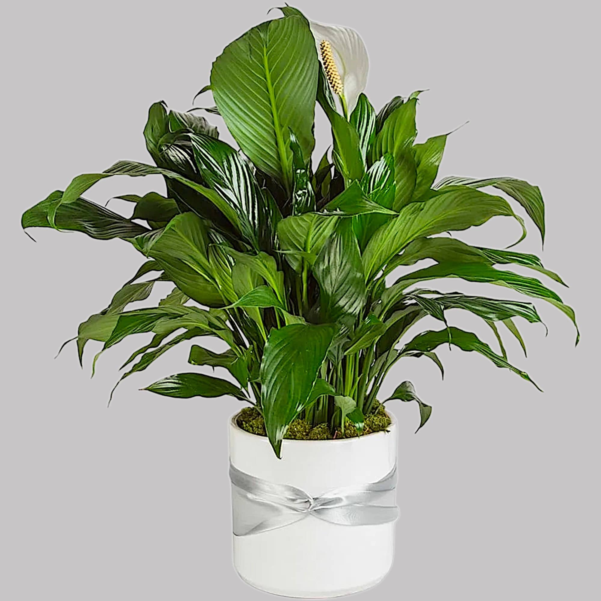 This plant is beautiful for any space, office, or home. To celebrate, photo 5 of 5