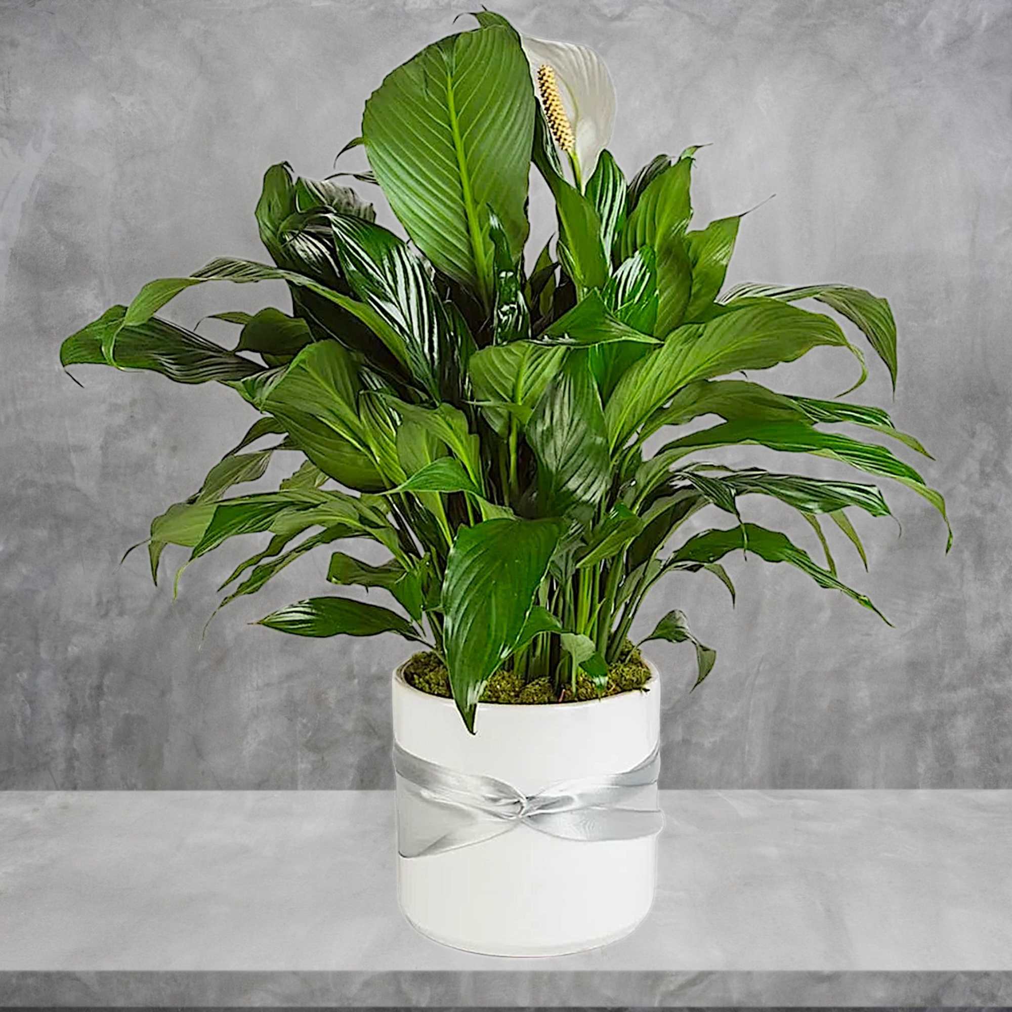 This plant is beautiful for any space, office, or home. To celebrate, photo 2 of 5