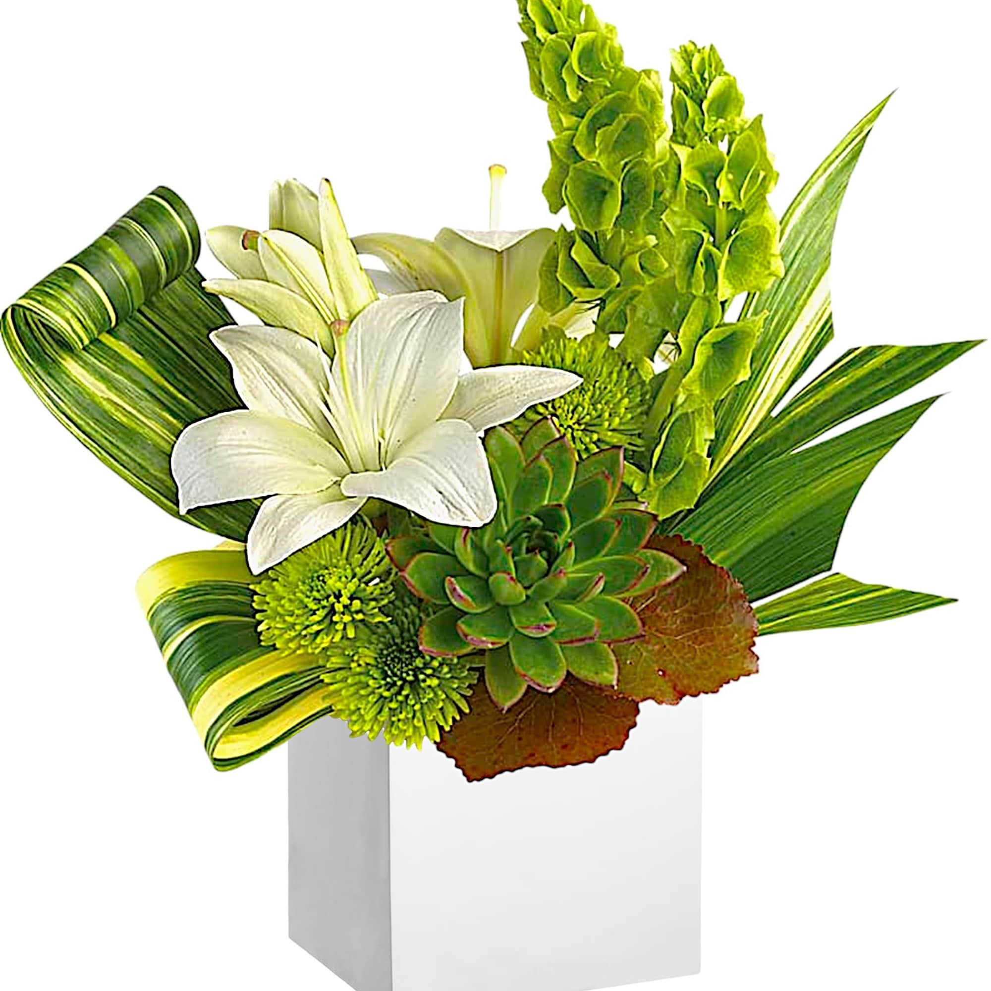 White lilies and green succulents in a white box with striped leaves