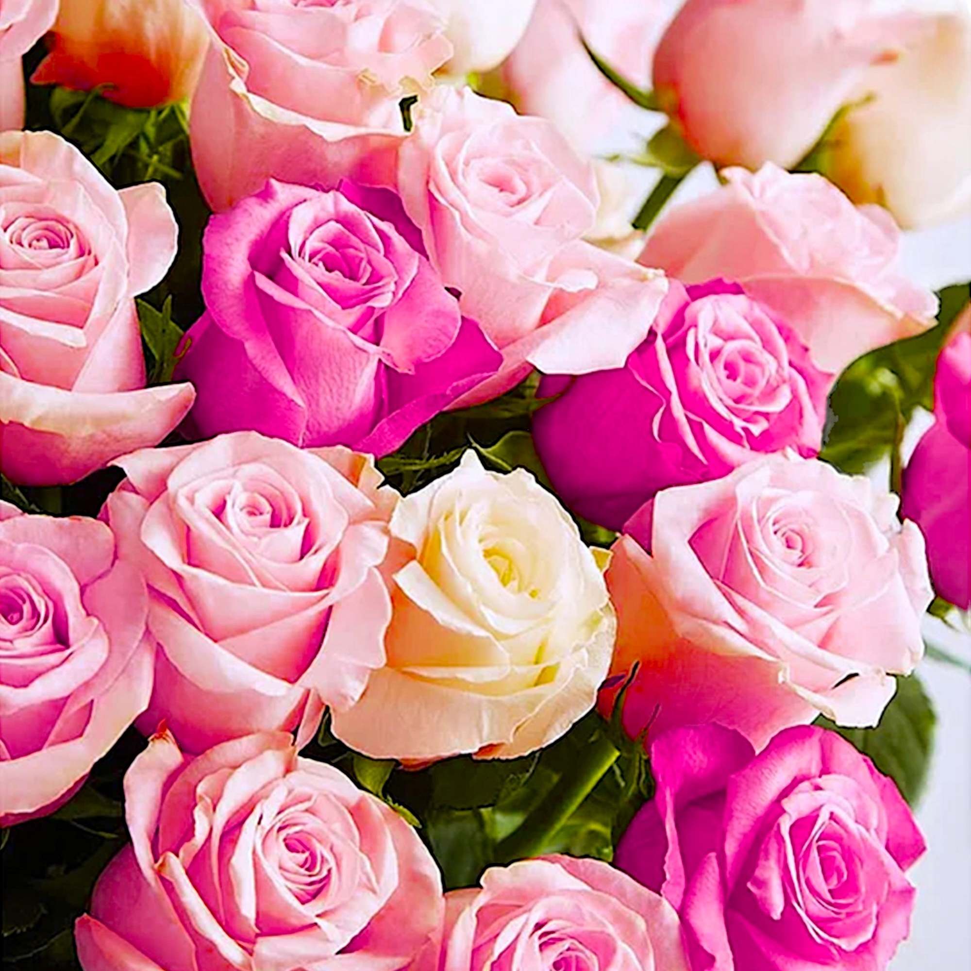 Close-up bouquet of pink and white roses
