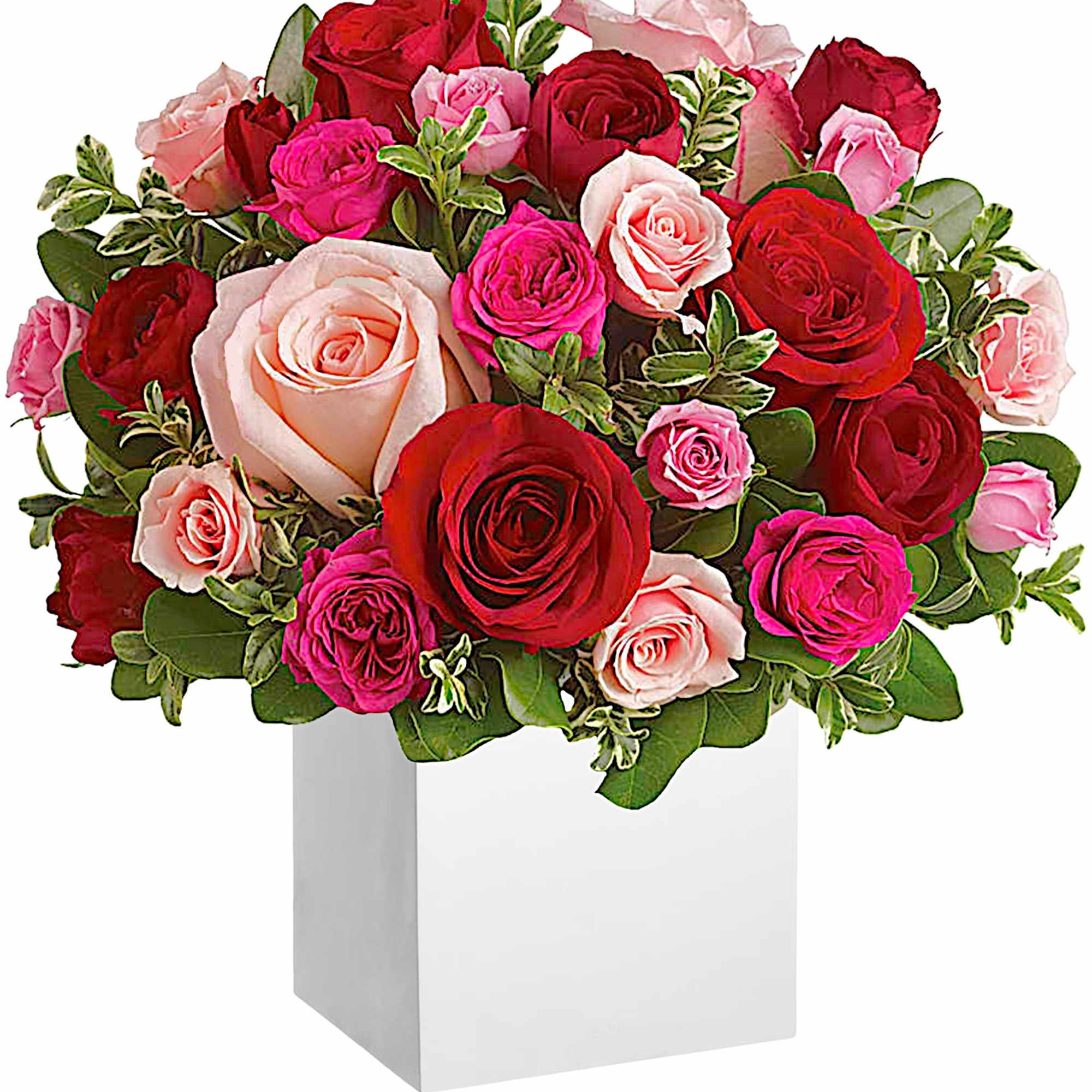 Mixed pink and red roses arranged in a white box