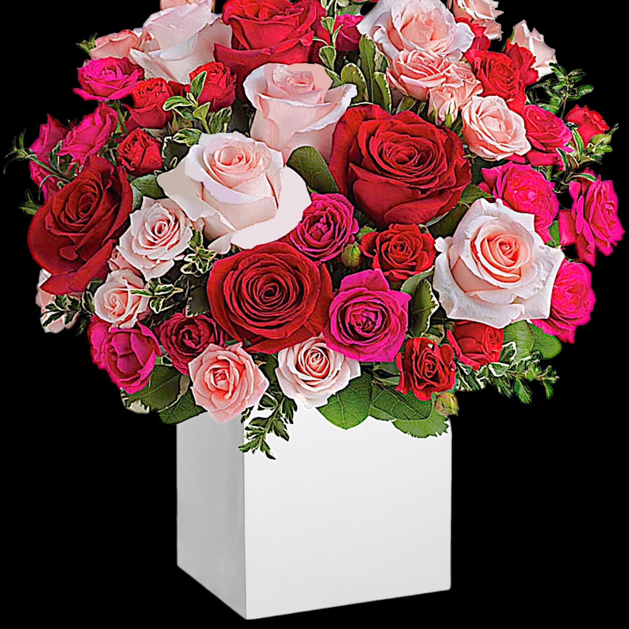 Mixed pink and red roses arranged in a white box