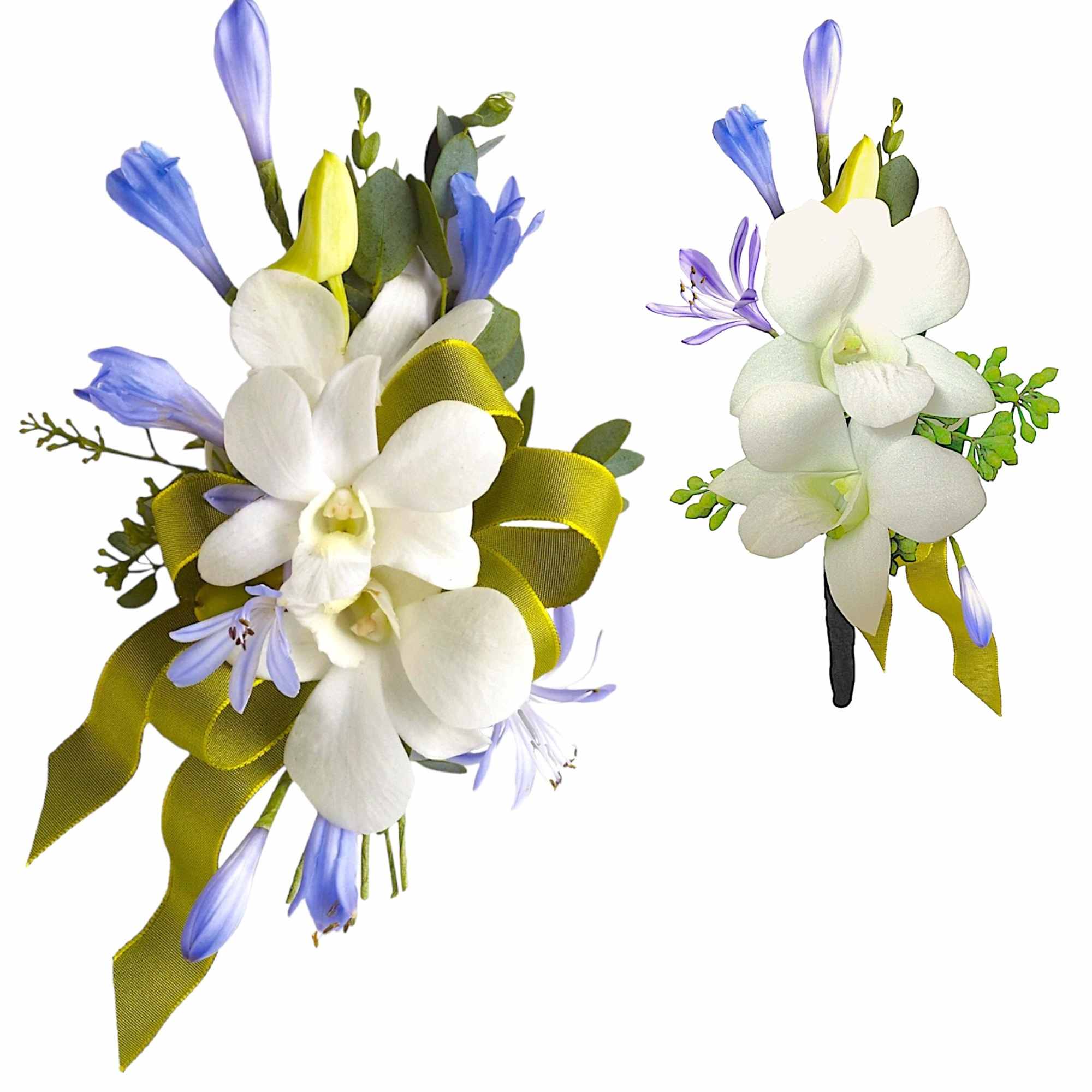 White orchid corsage with blue and yellow accents and ribbon
