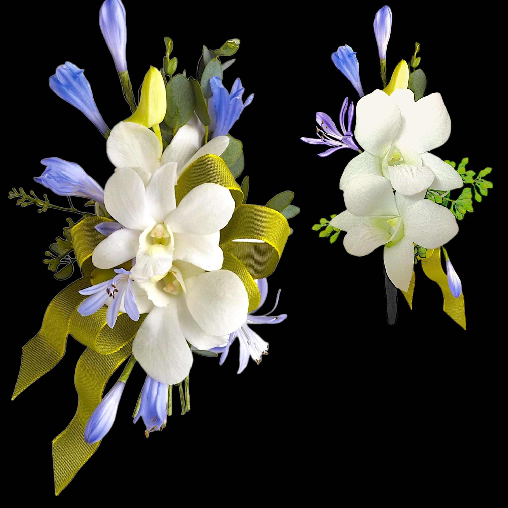 White orchid corsage with blue and yellow accents on a black background