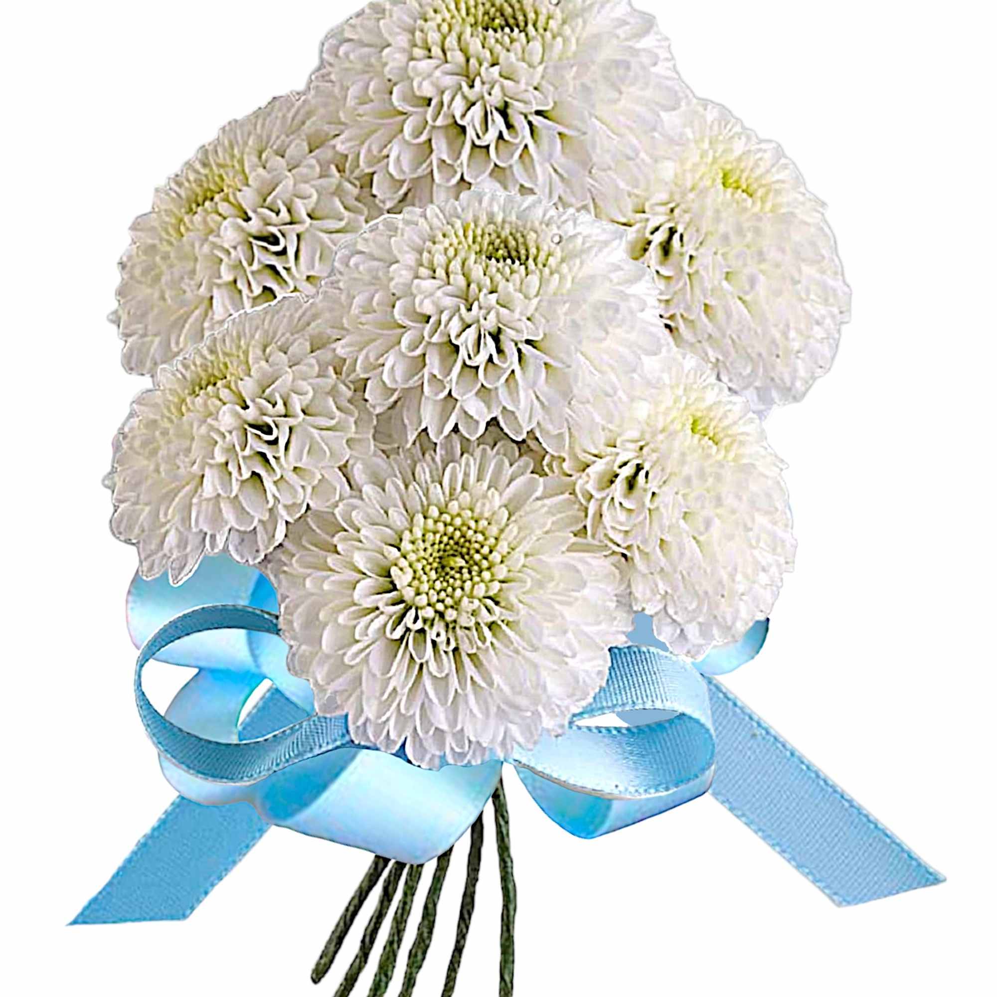 White chrysanthemum bouquet tied with a blue ribbon