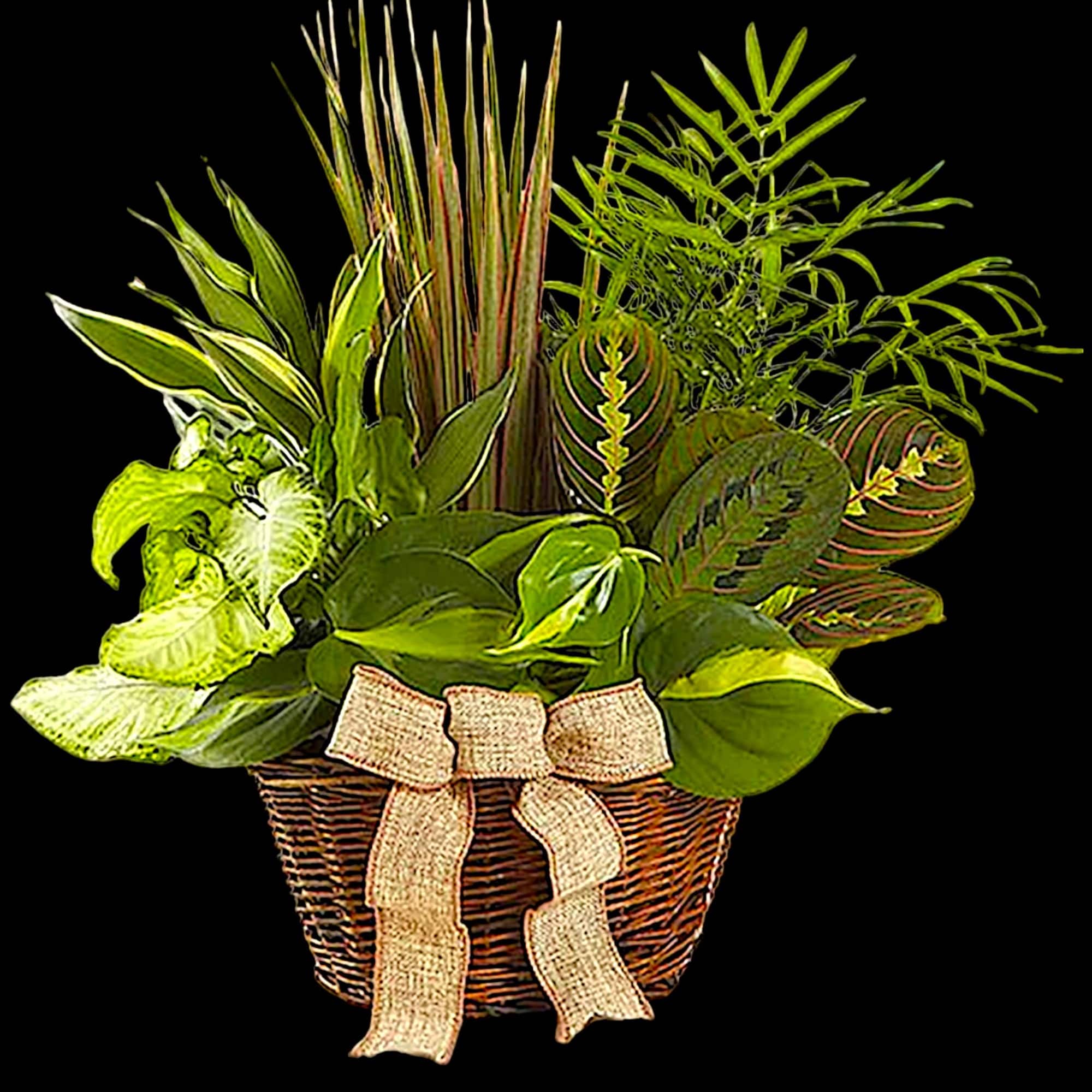 Basket of assorted green houseplants with a burlap bow, photo 5 of 6