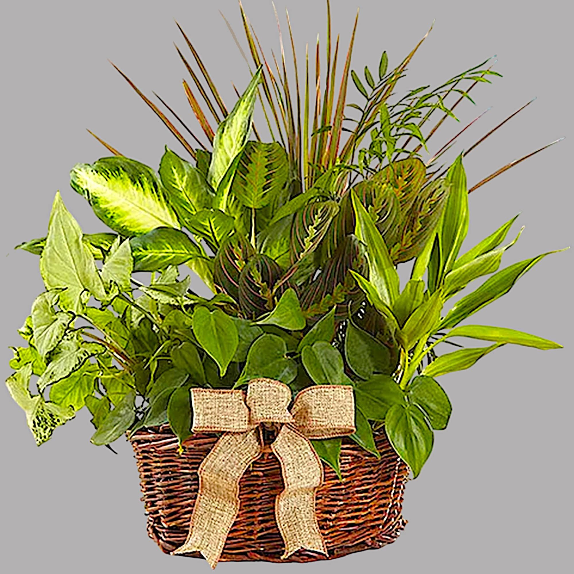Basket of assorted green houseplants with a burlap bow, photo 6 of 6