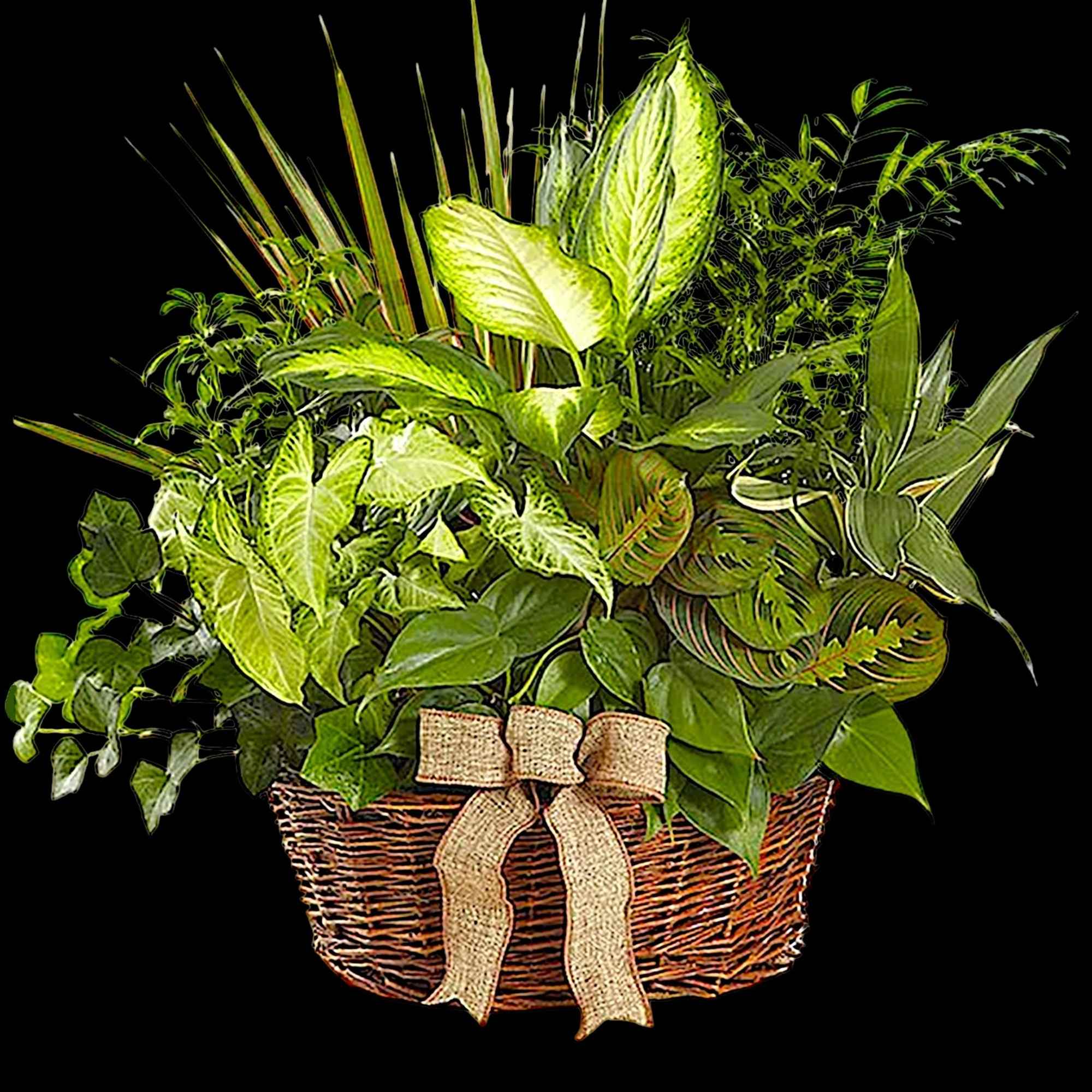 Basket of assorted green houseplants with a burlap bow, photo 5 of 6