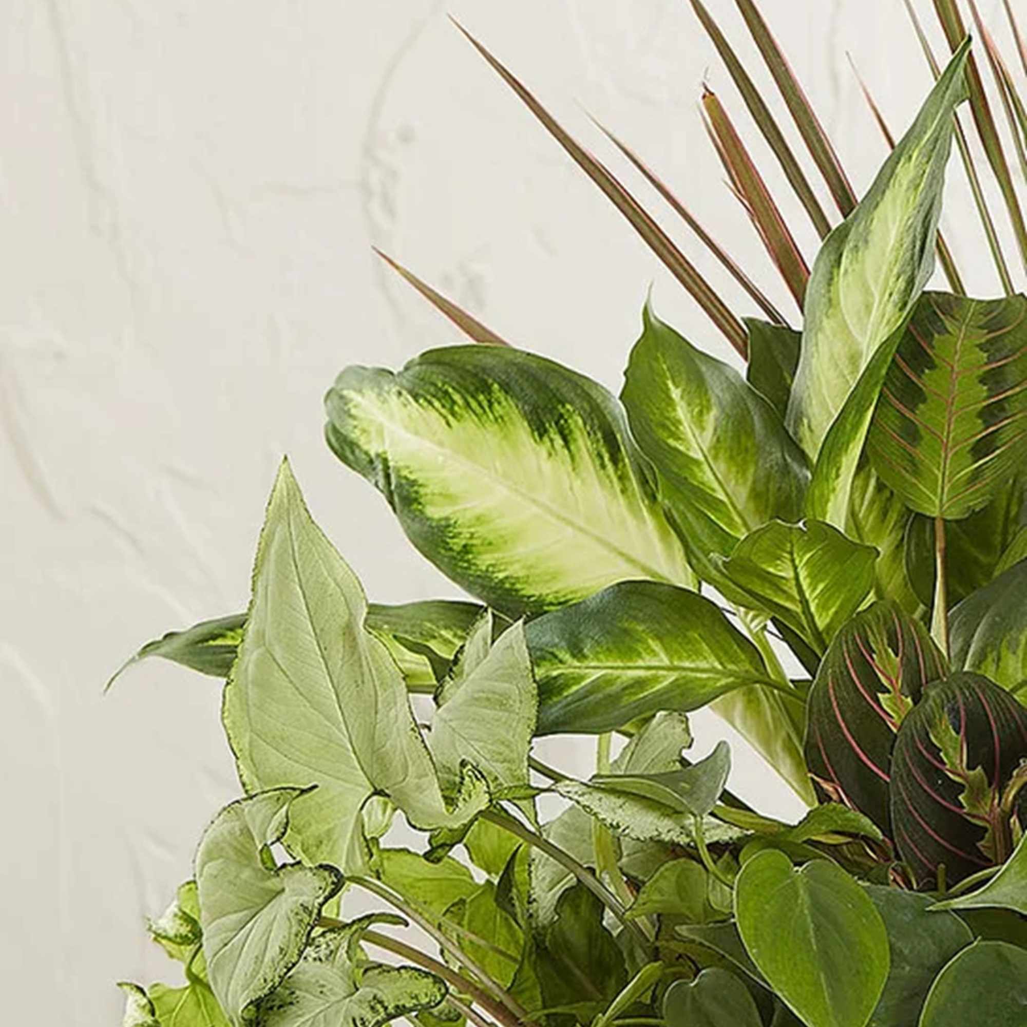 Close-up of a leafy green plant arrangement with variegated leaves