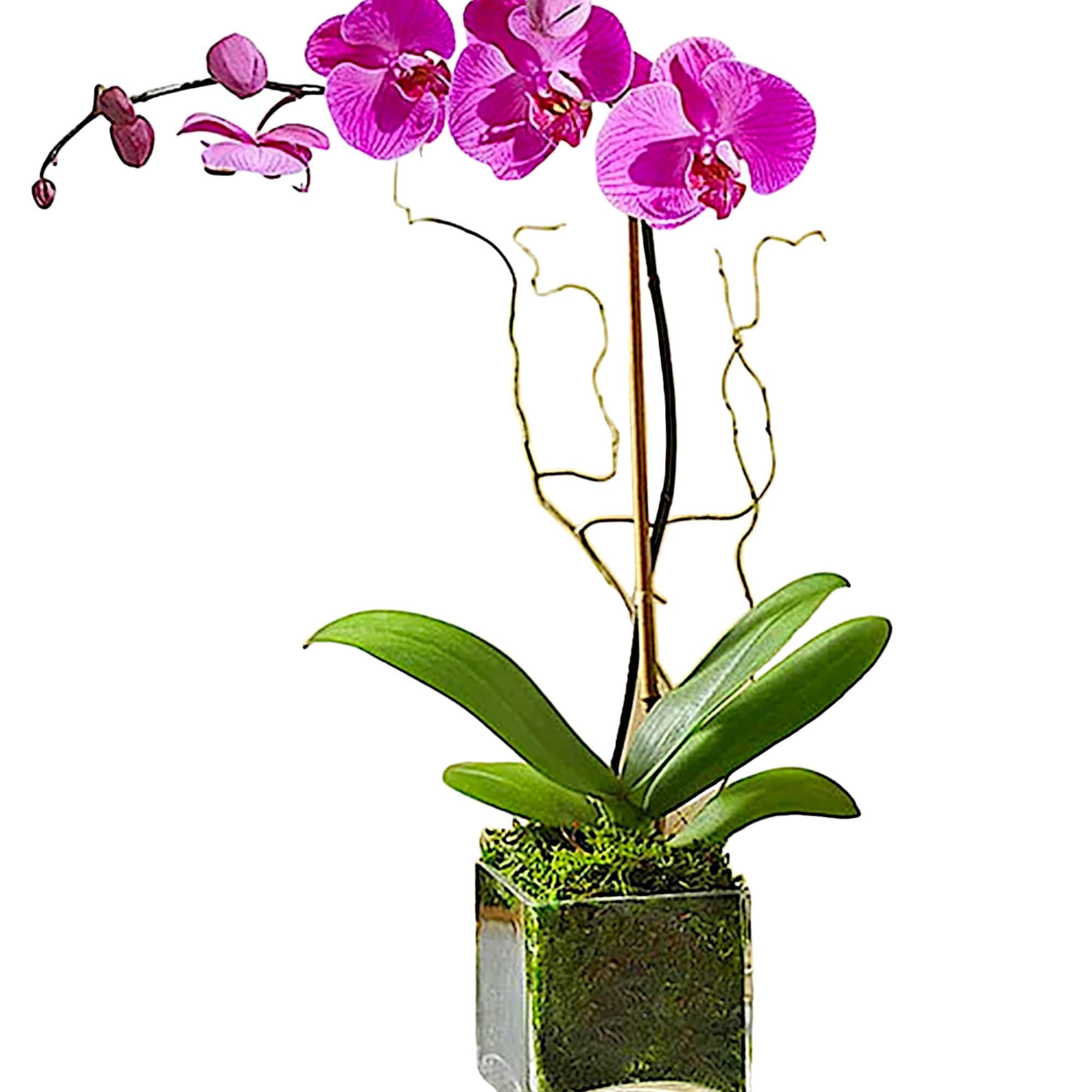 Pink orchid plant in a square glass vase