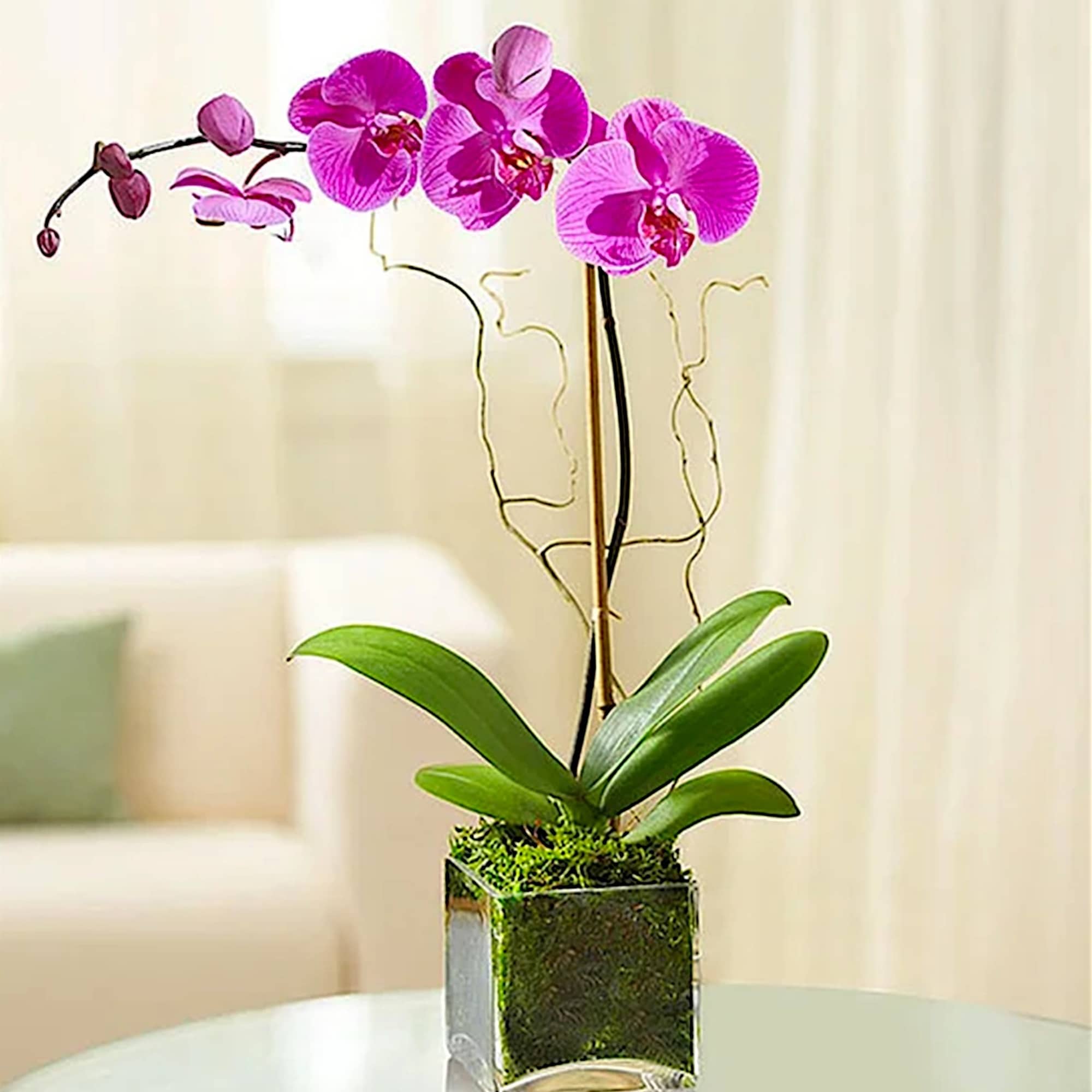 Pink orchid plant in a square glass vase with moss, photo 2 of 5