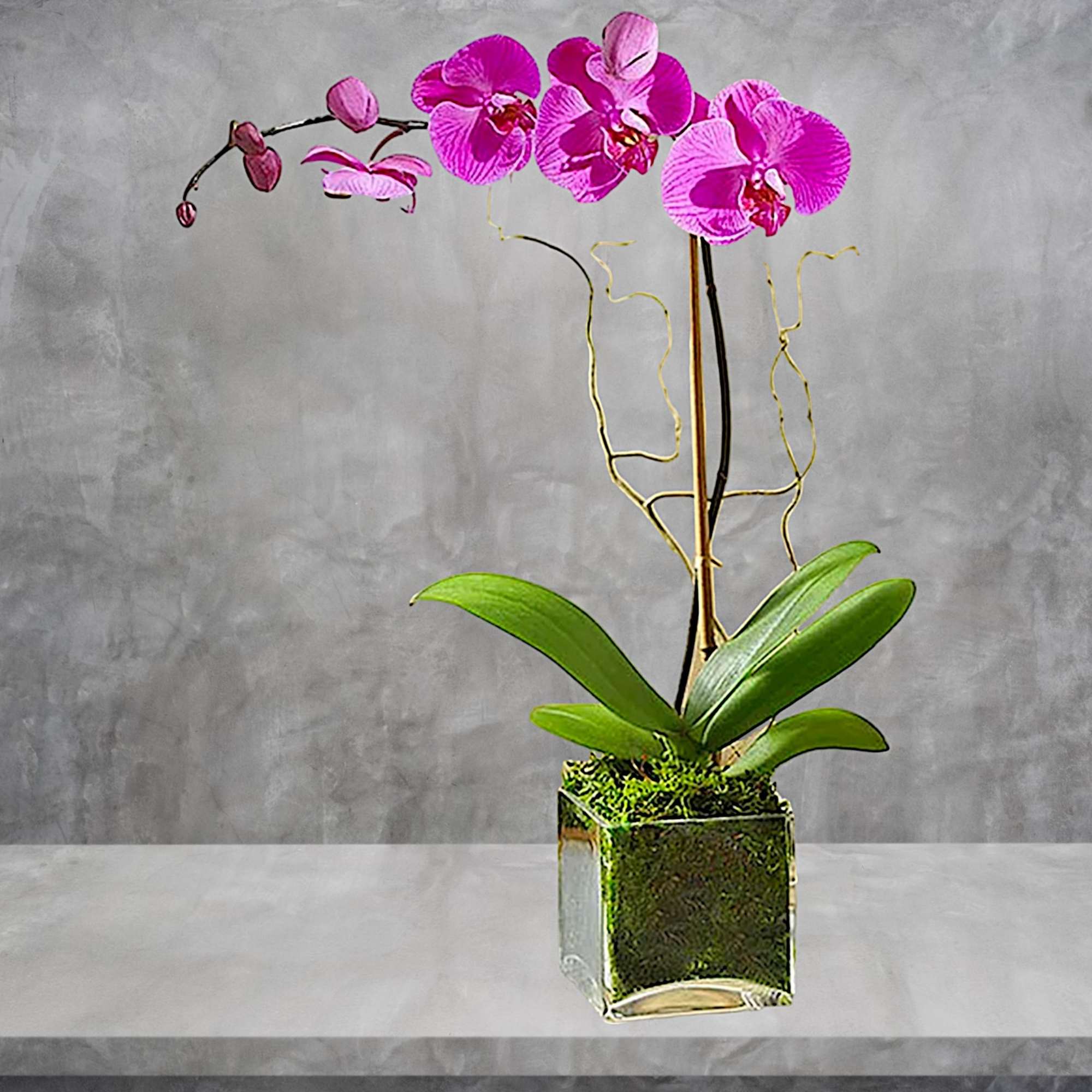 Pink orchid plant in a square glass vase with moss, photo 3 of 5