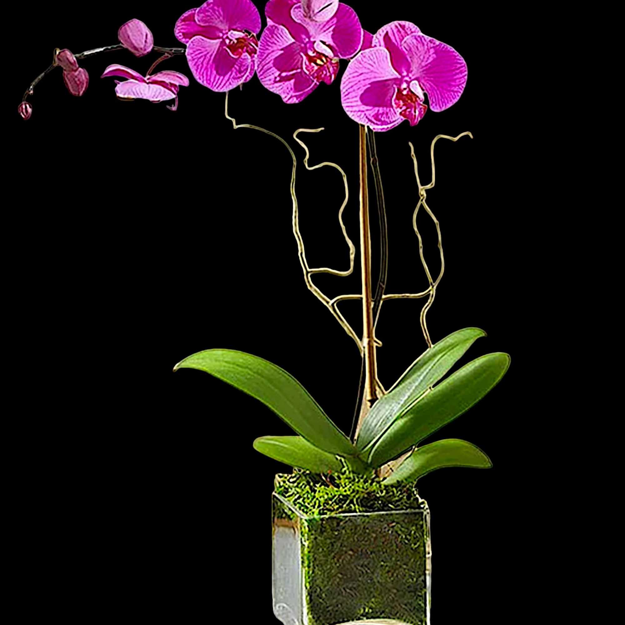 Pink orchid plant in a square glass vase, photo 4 of 5