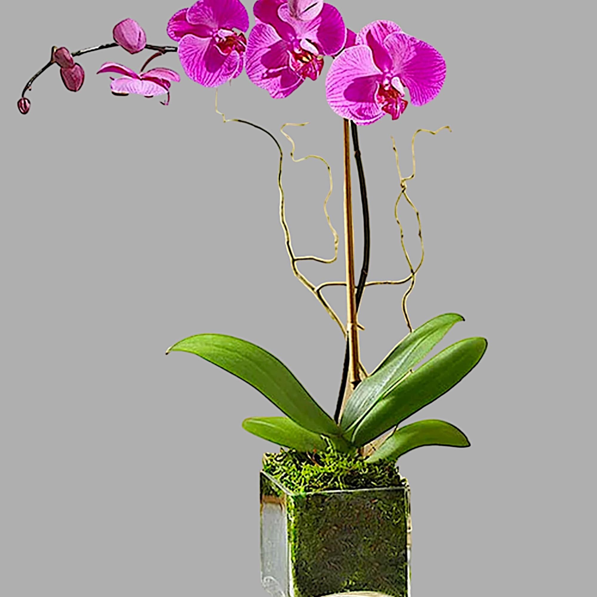 Pink orchid plant in a square glass vase with moss, photo 5 of 5