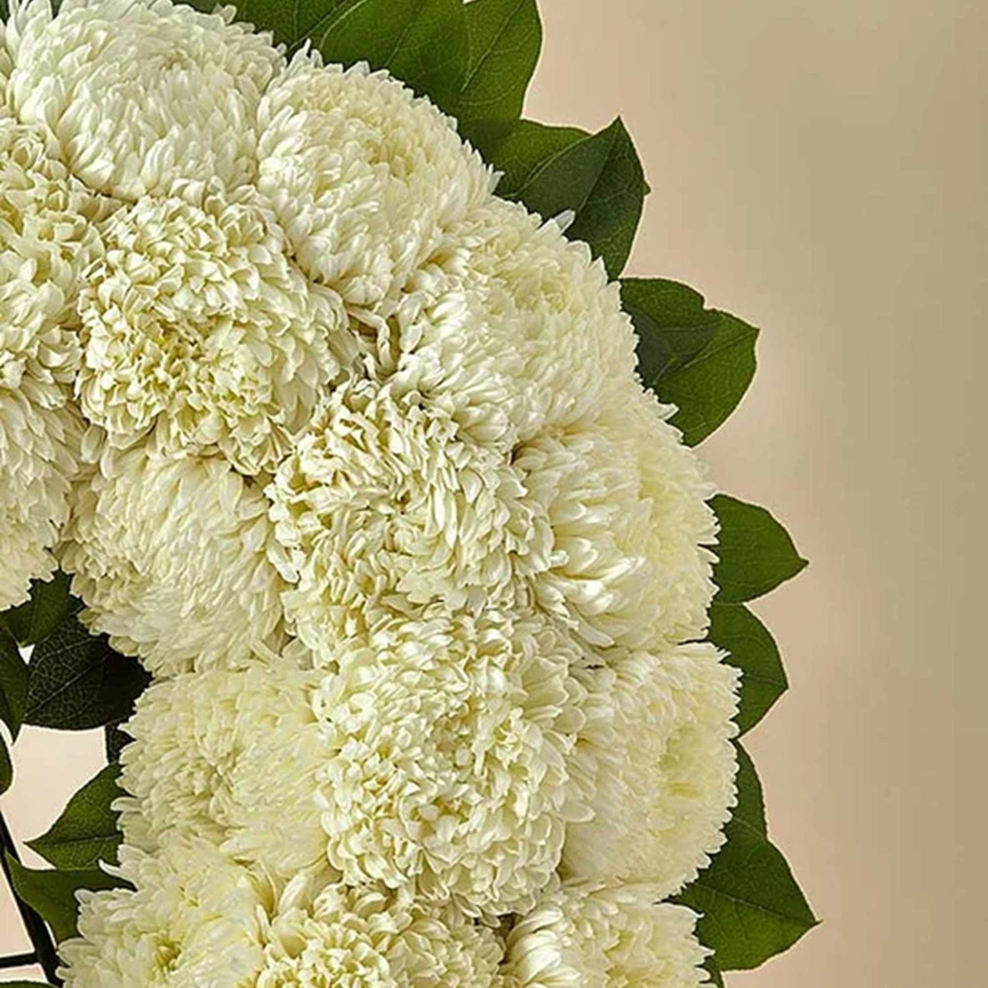 Cluster of white chrysanthemum blooms with dark green leaves