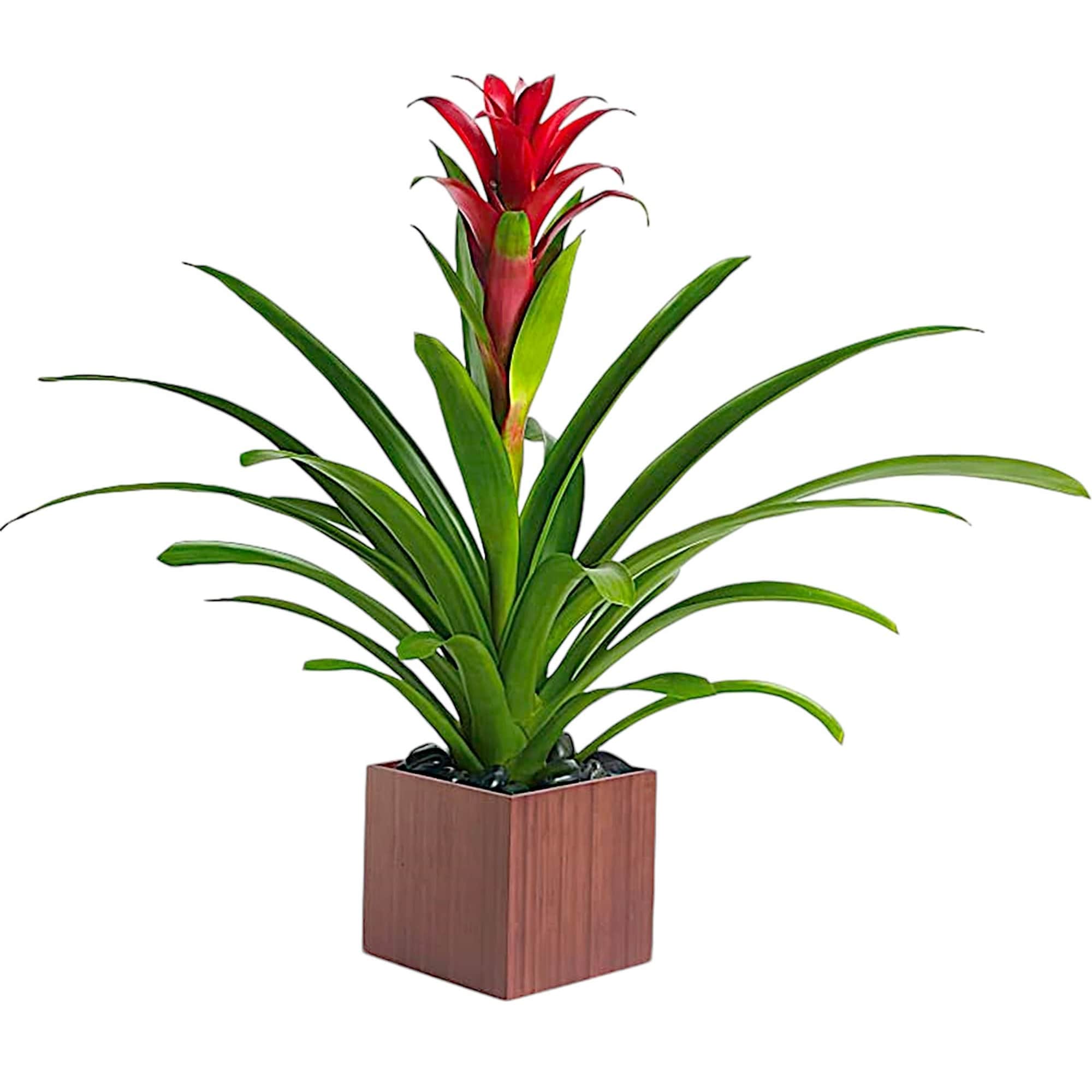 Potted plant with long green leaves and a red flower spike