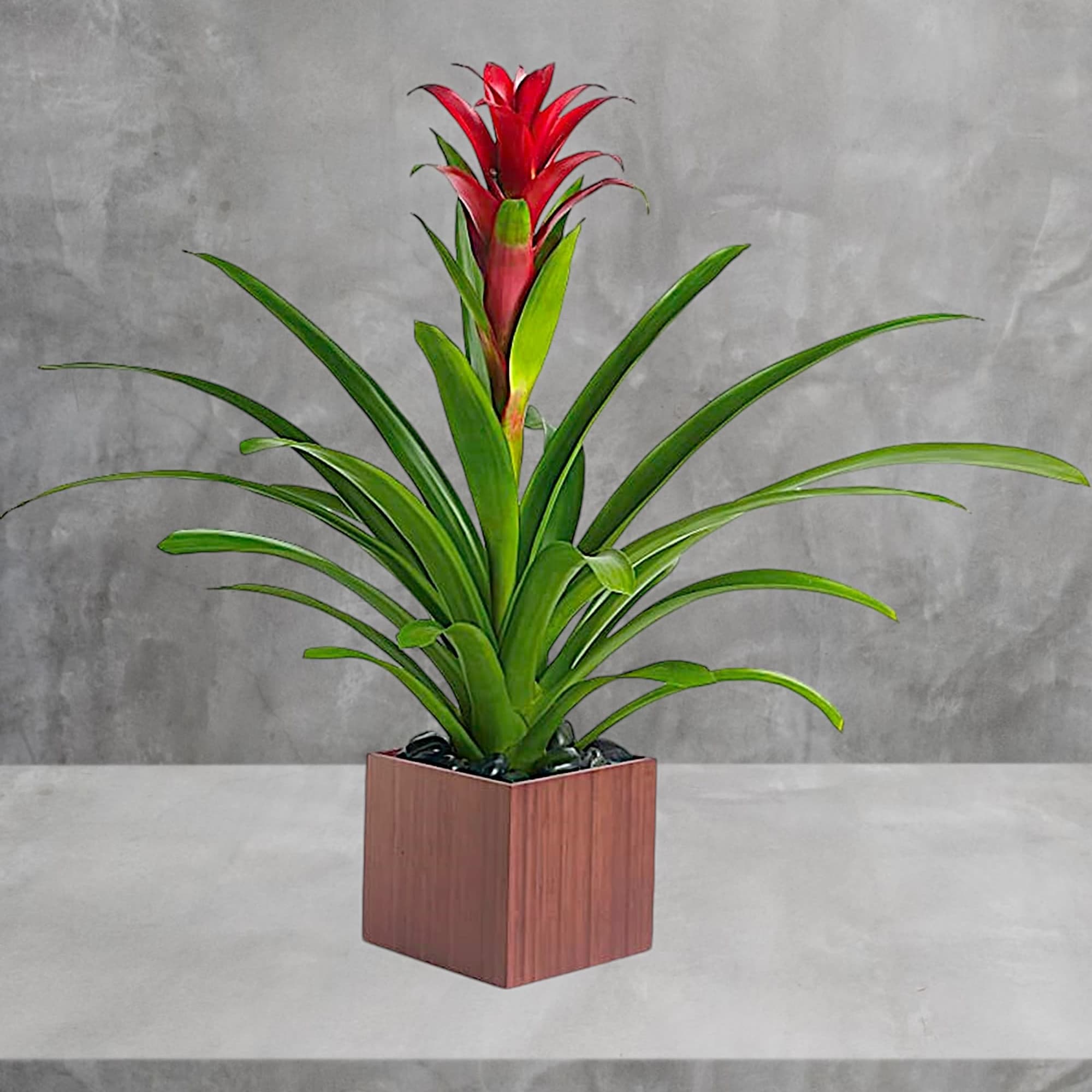 Potted bromeliad with red flower spike in a square wooden planter, photo 2 of 4