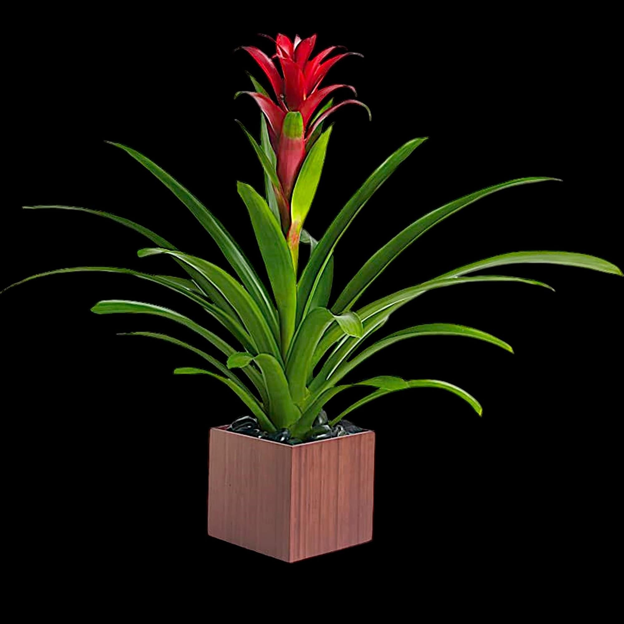Potted bromeliad with red flower spike in a square wooden planter, photo 3 of 4