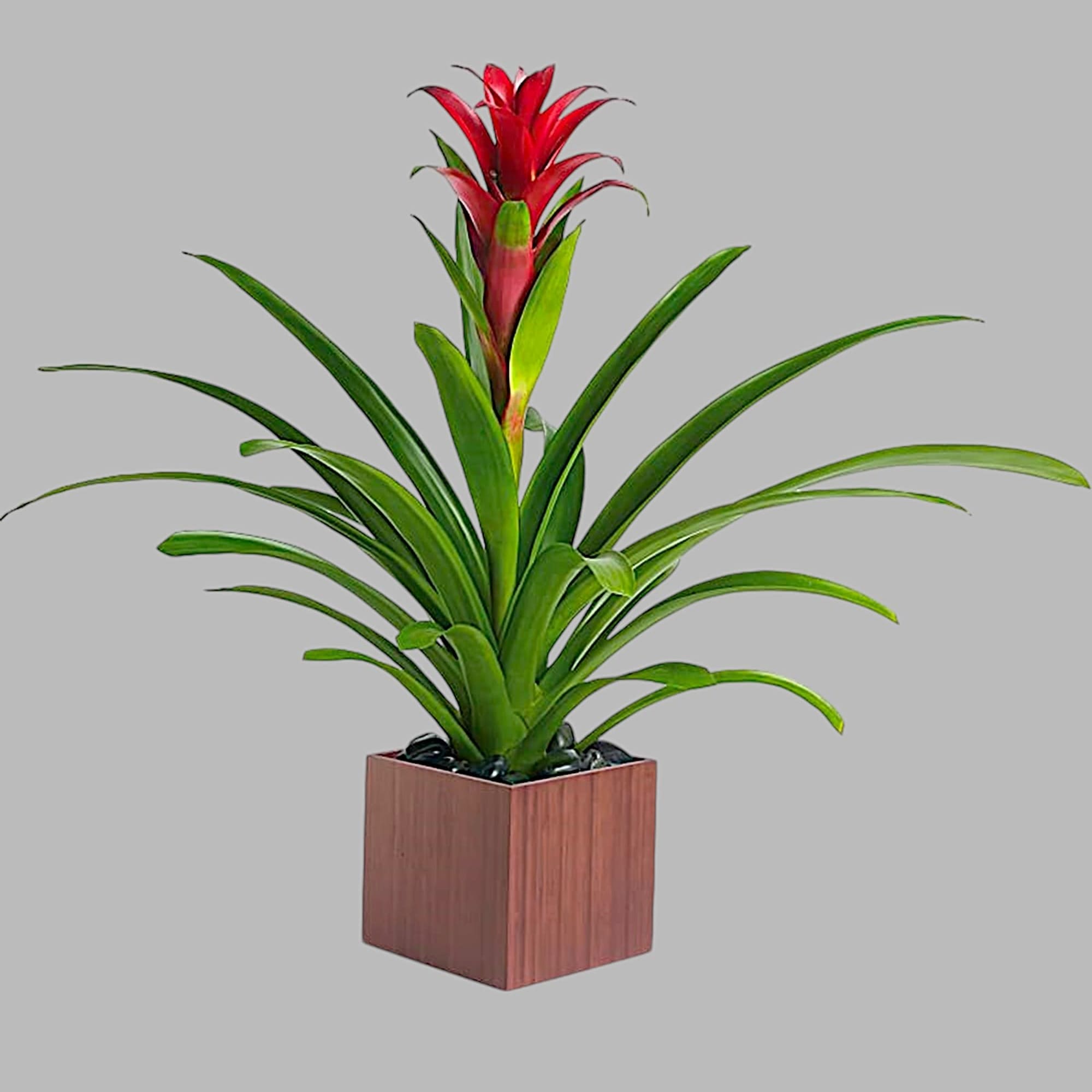Potted bromeliad with red blooms in a square wooden planter