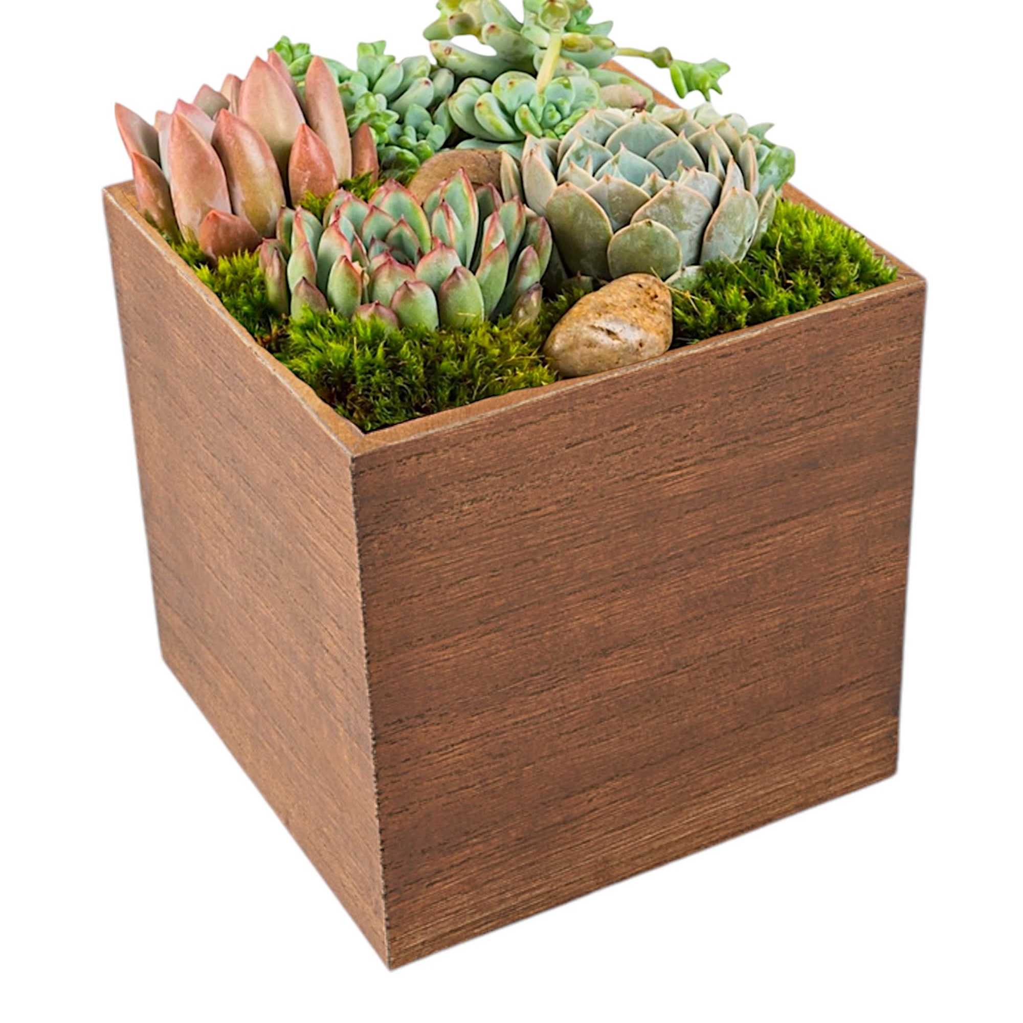 The perfect desk or table accessory, this succulent box features four 4-inch