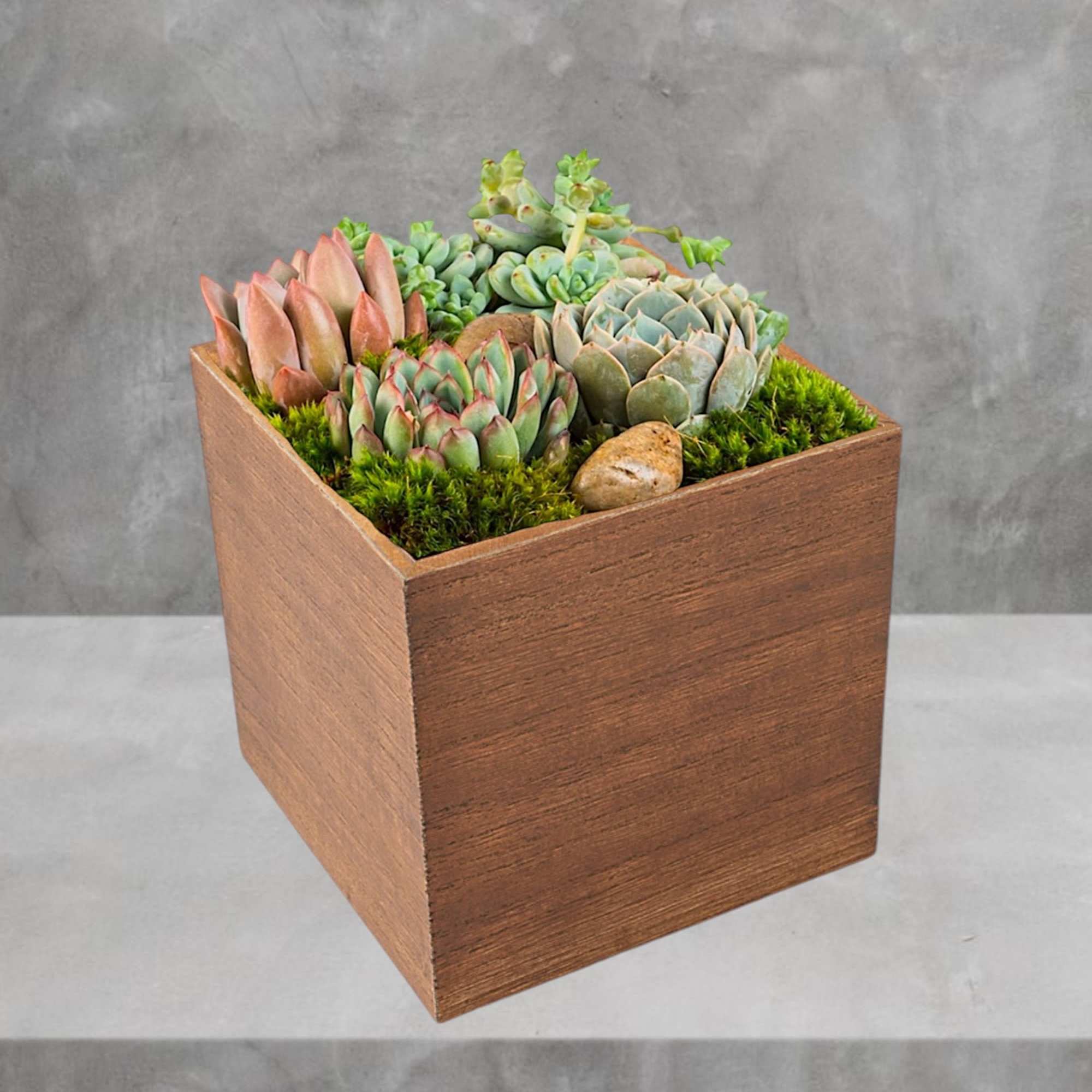 The perfect desk or table accessory, this succulent box features four 4-inch, photo 2 of 4