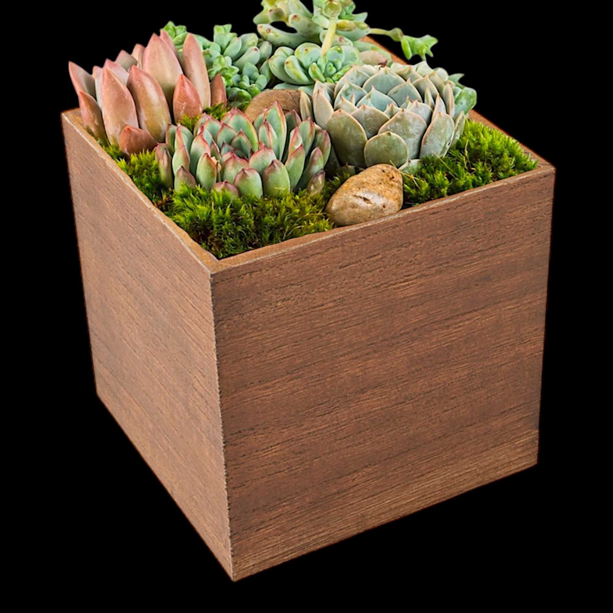 The perfect desk or table accessory, this succulent box features four 4-inch, photo 3 of 4