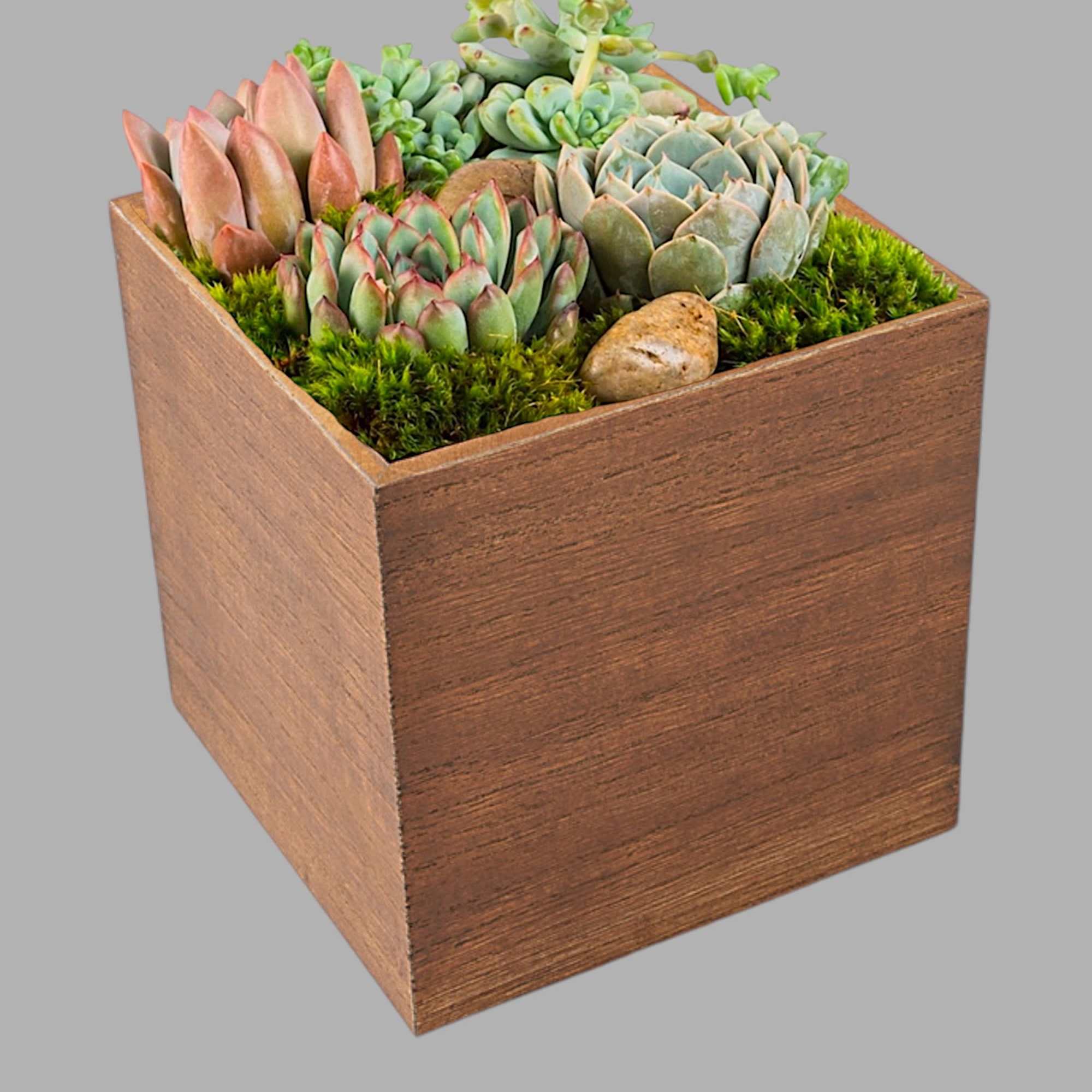 The perfect desk or table accessory, this succulent box features four 4-inch, photo 4 of 4