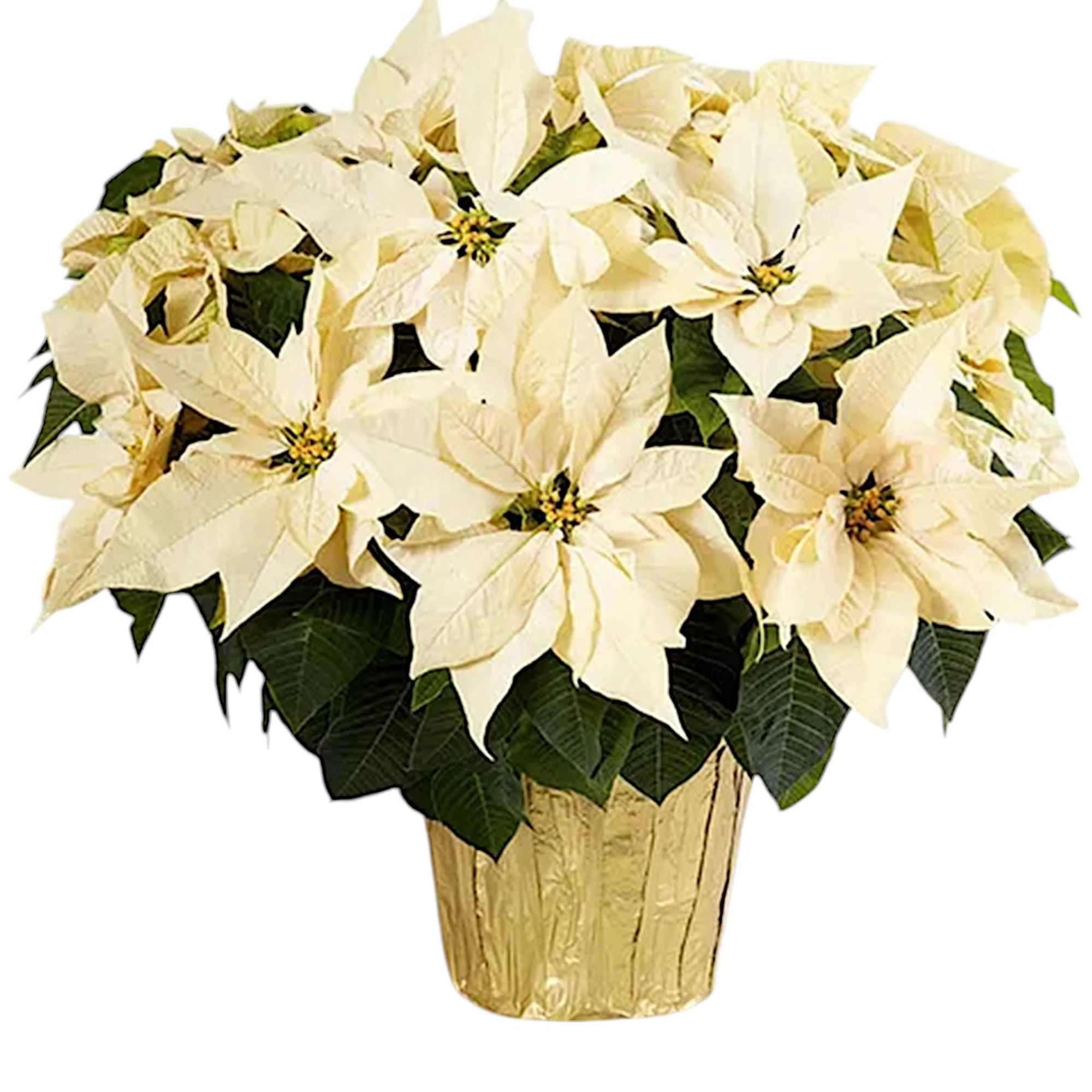 White poinsettia arrangement in a gold pot