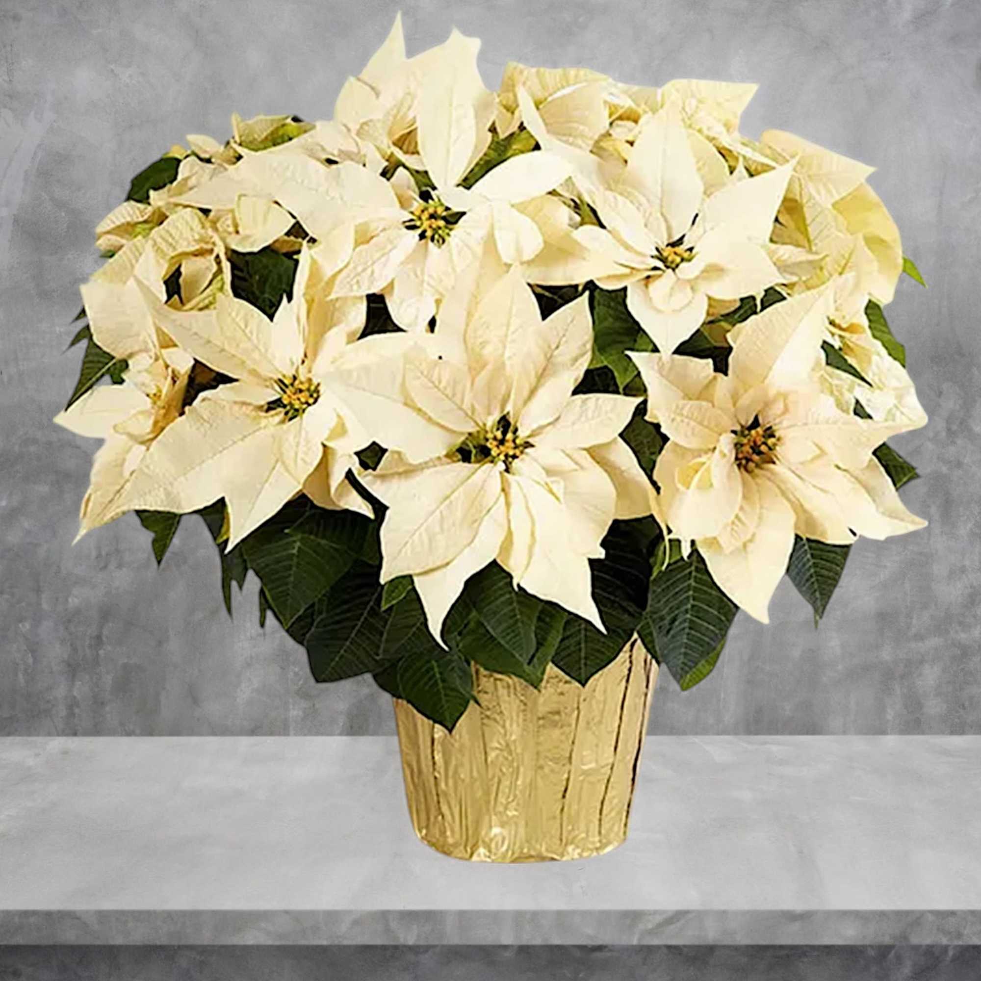 Cream poinsettia arrangement in a gold foil pot